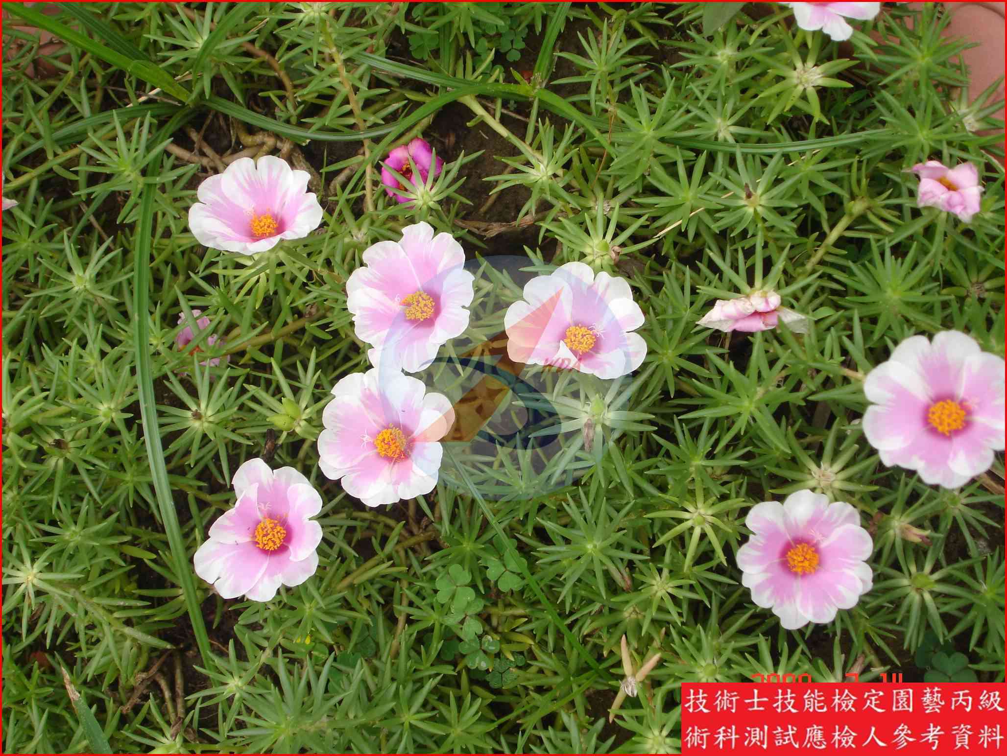 松葉牡丹 園藝丙級識別主圖
