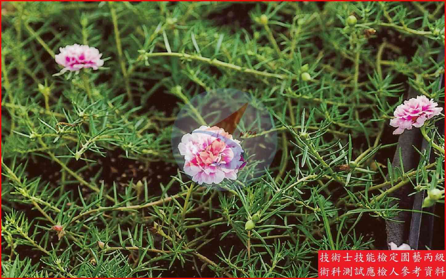 松葉牡丹 園藝丙級識別圖片 2