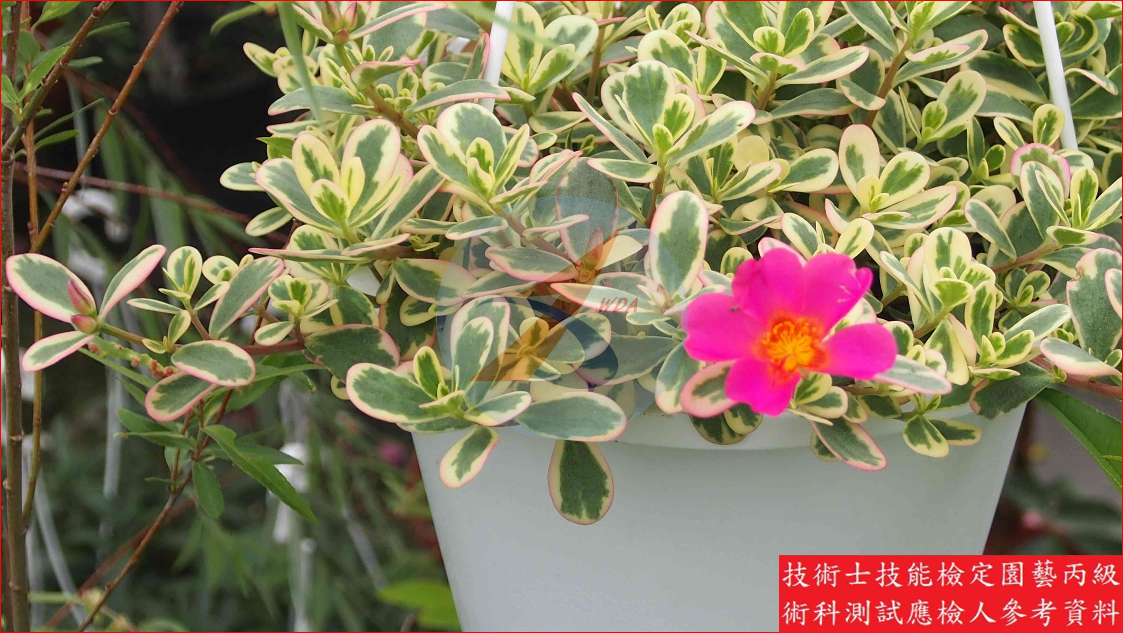 馬齒牡丹 園藝丙級辨識圖片