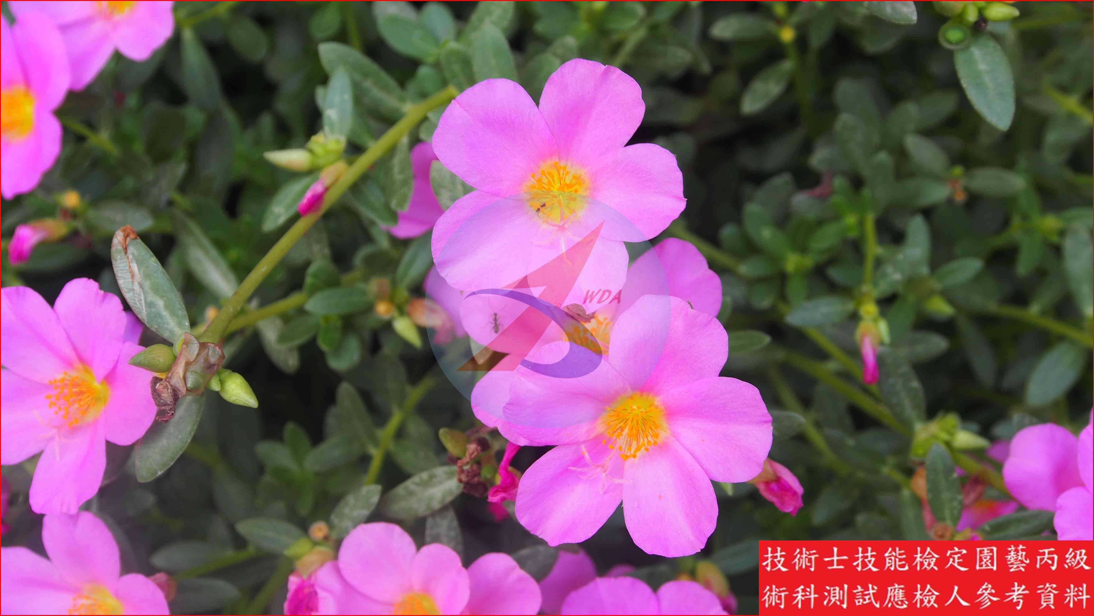 馬齒牡丹 園藝丙級識別圖片 2