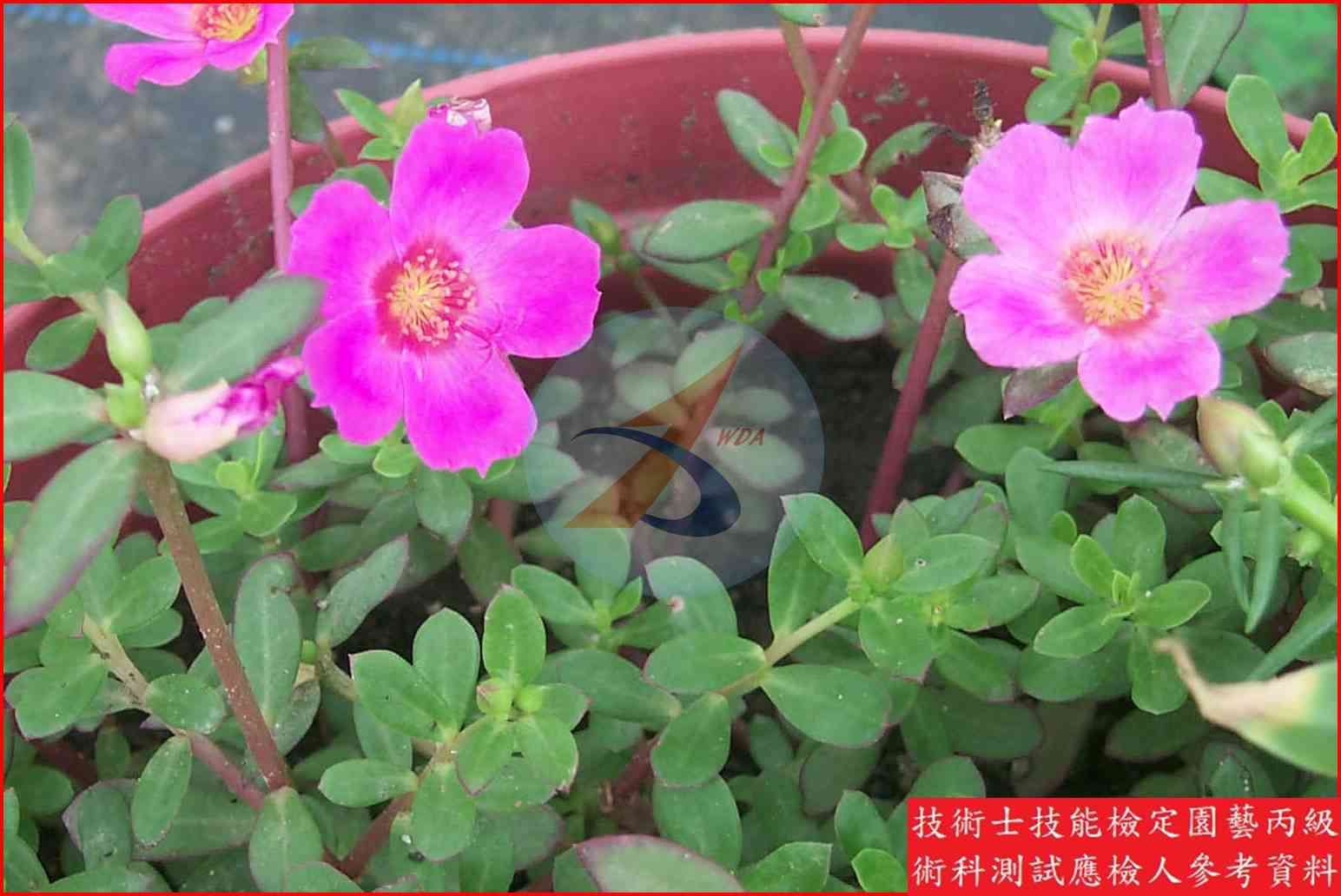 馬齒牡丹 園藝丙級識別圖片 3
