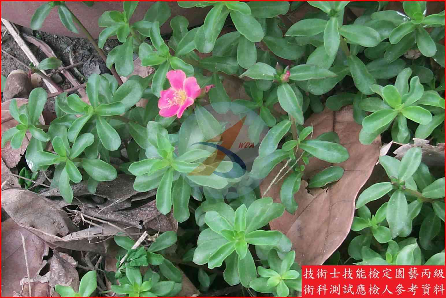 馬齒牡丹 園藝丙級識別圖片 4