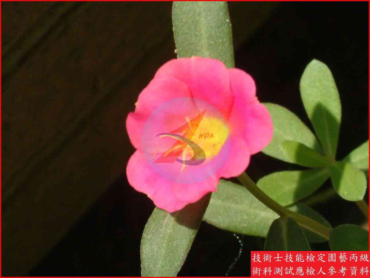 馬齒牡丹 園藝丙級識別圖片 5