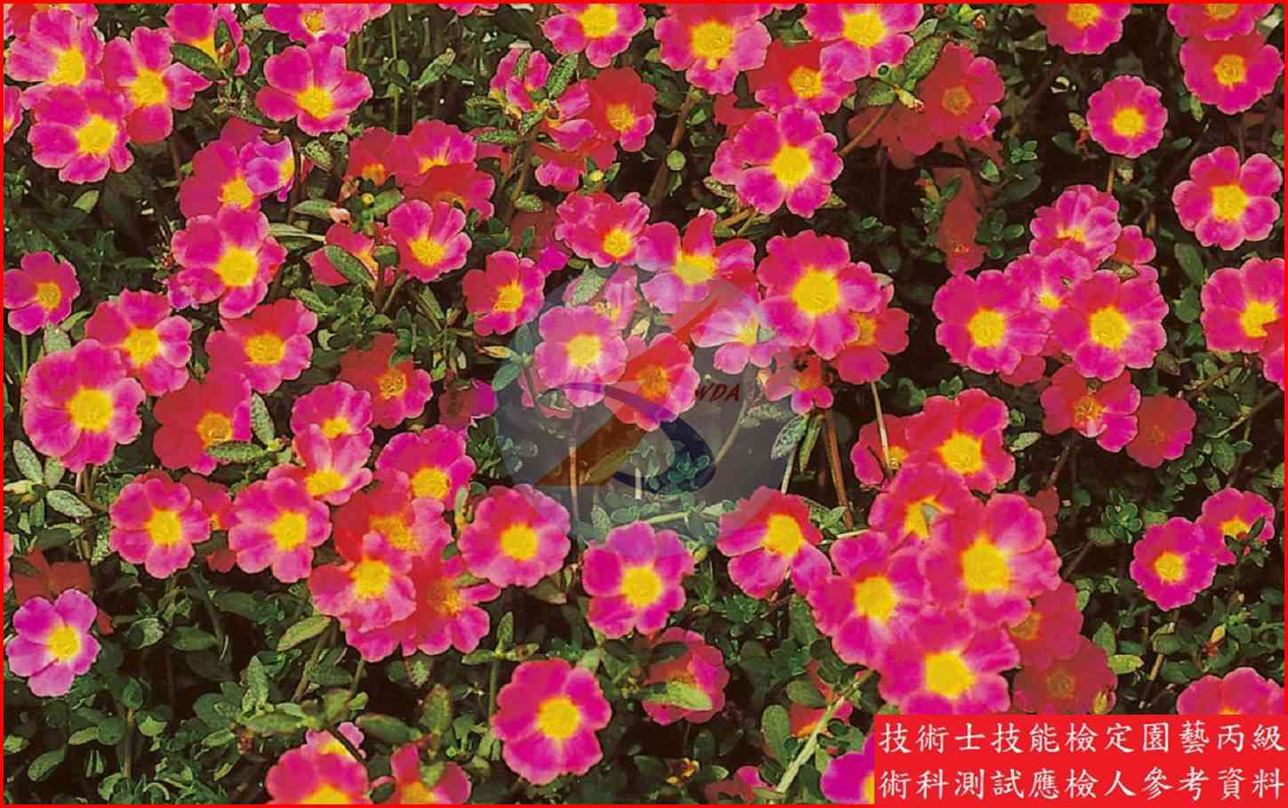 馬齒牡丹 園藝丙級識別圖片 6