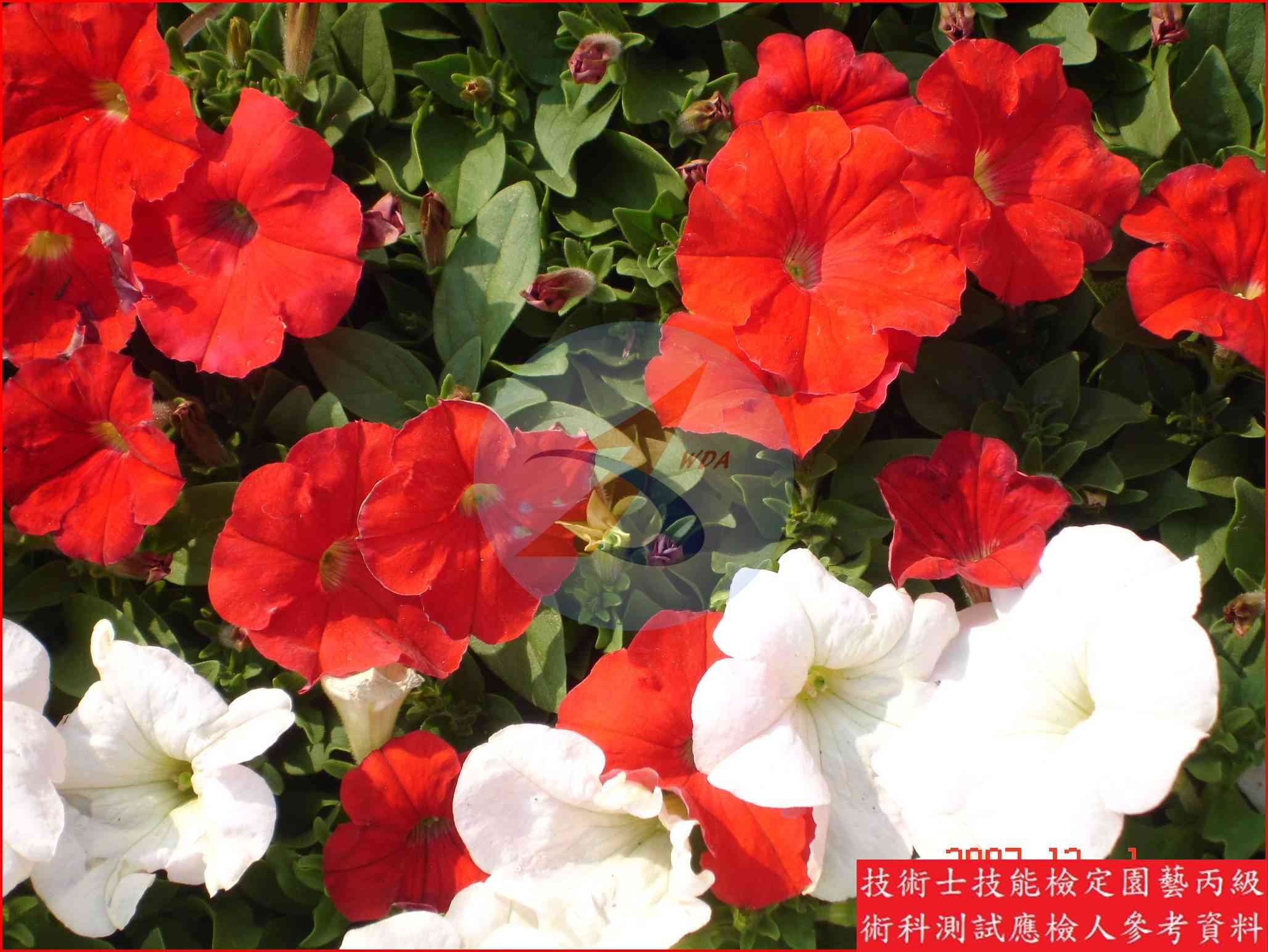 矮牽牛 園藝丙級辨識圖片
