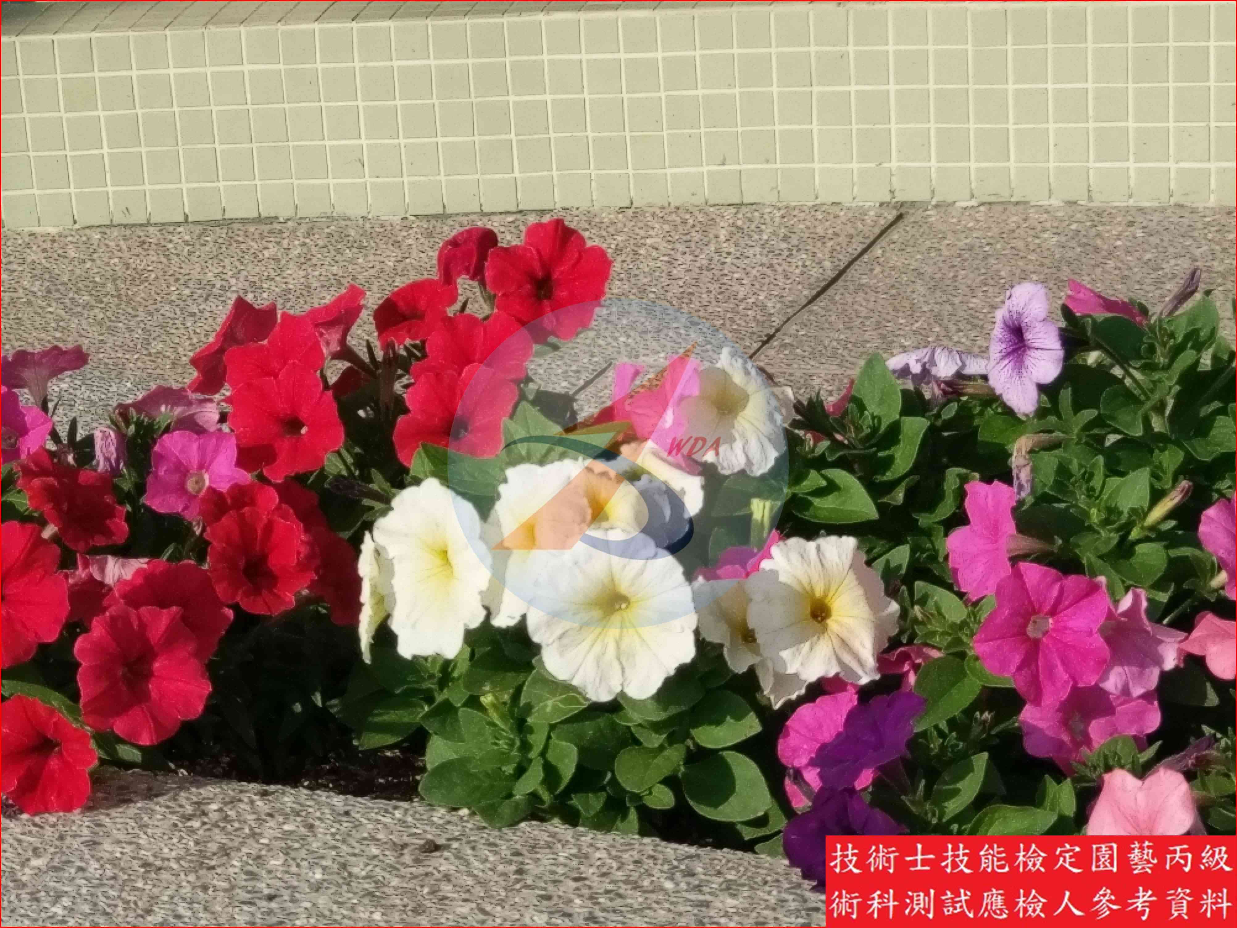 矮牽牛 園藝丙級識別圖片 2