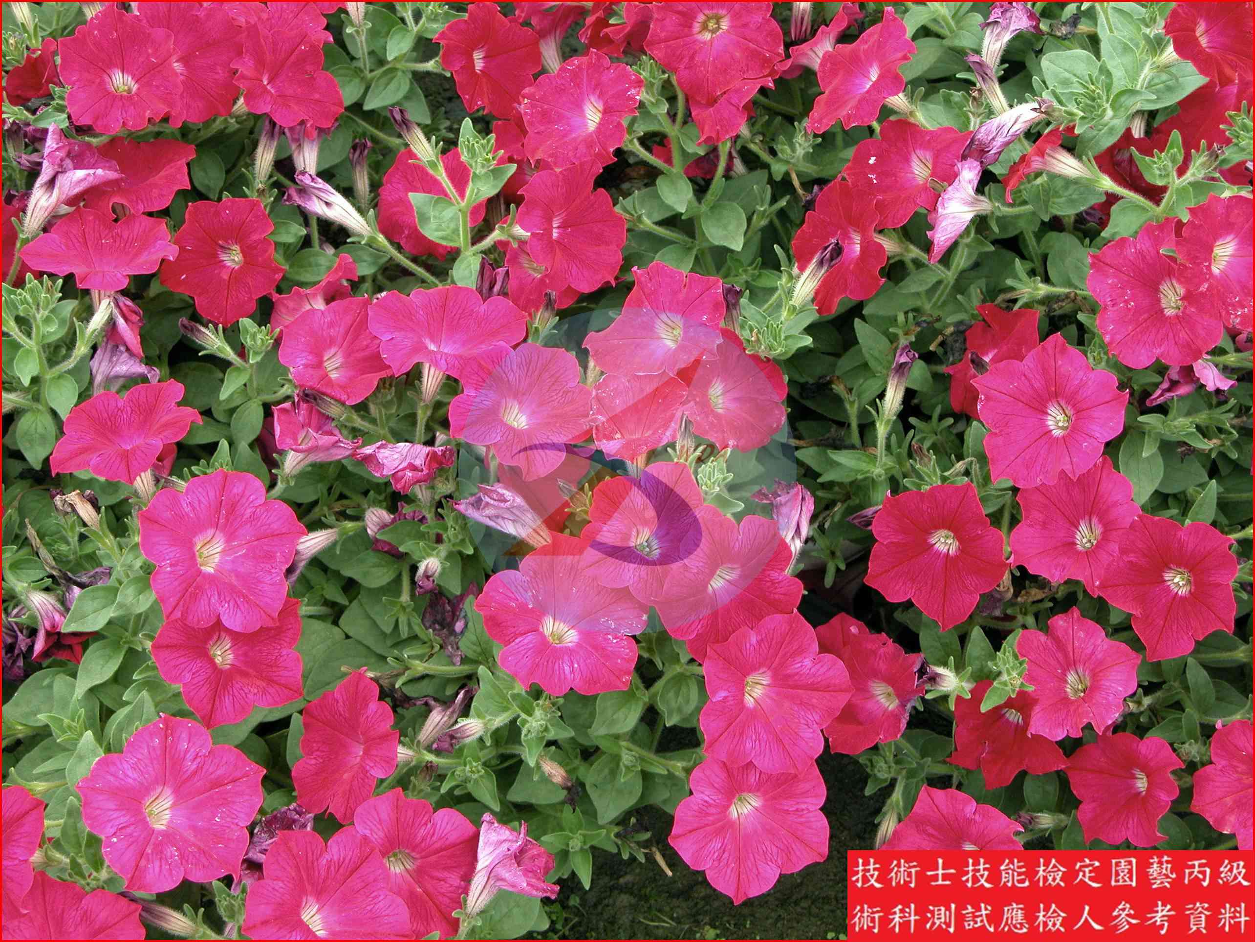 矮牽牛 園藝丙級識別圖片 4