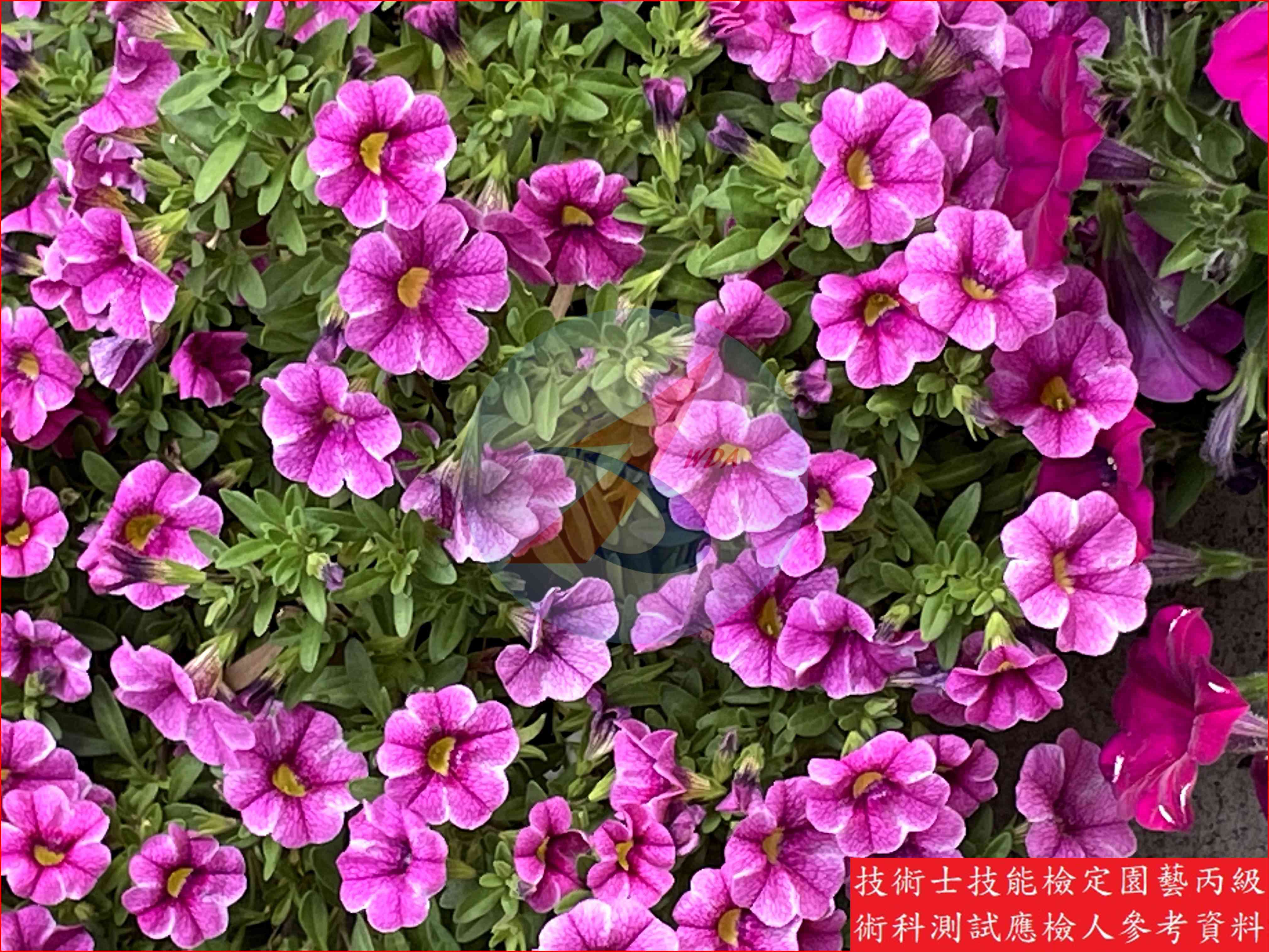 矮牽牛 園藝丙級識別圖片 5