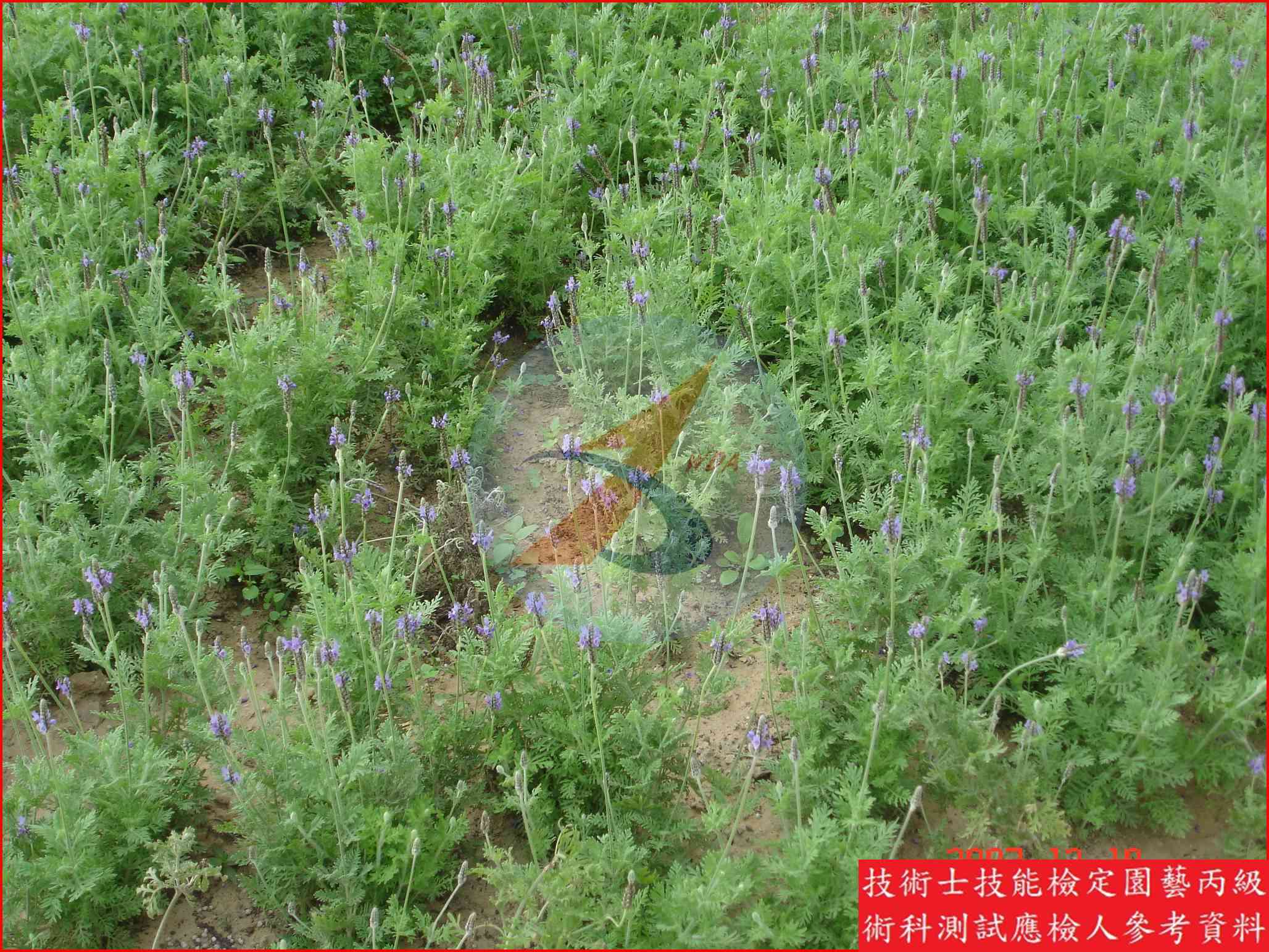 薰衣草 園藝丙級識別圖片 3