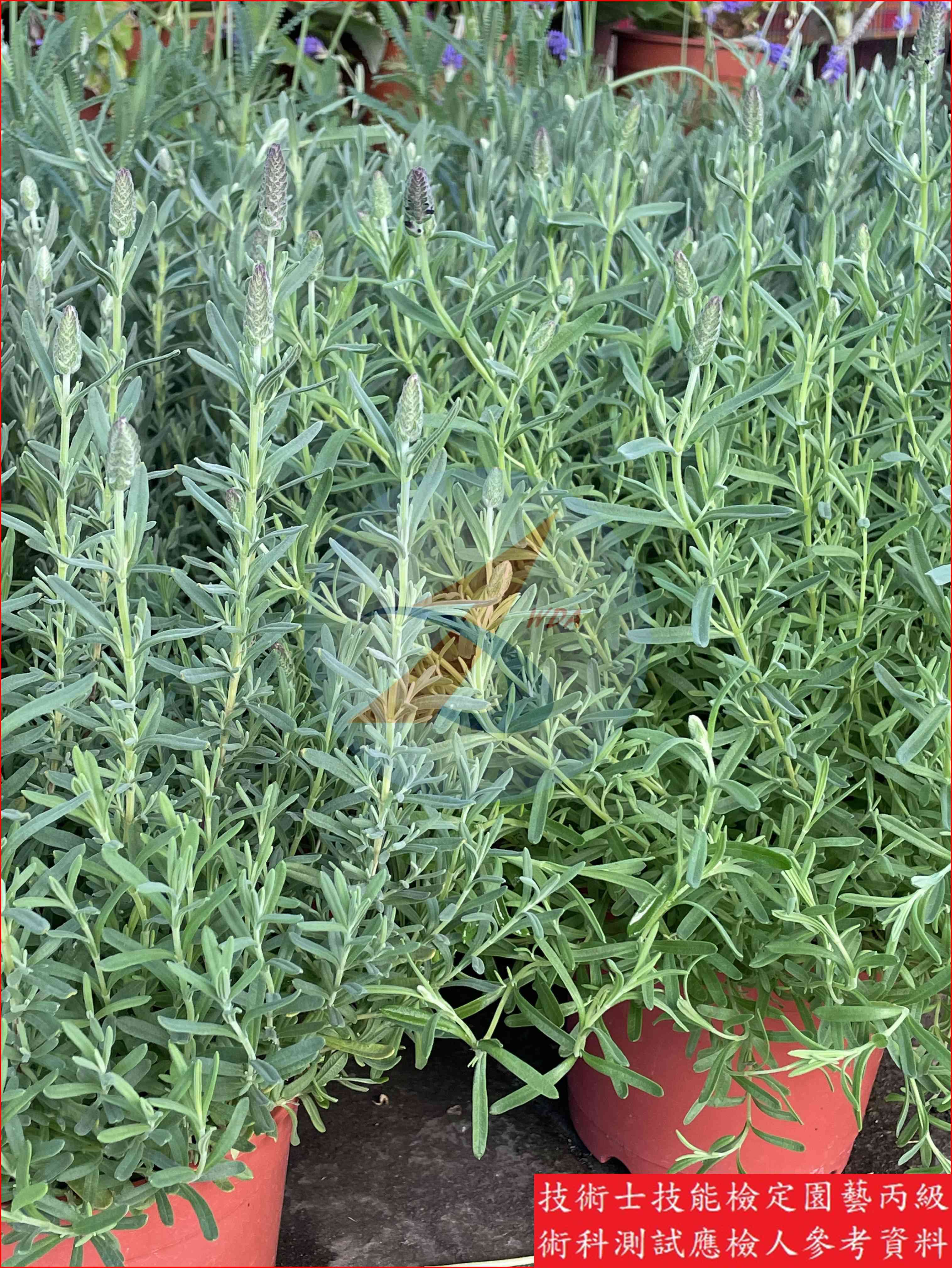 薰衣草 園藝丙級識別圖片 4