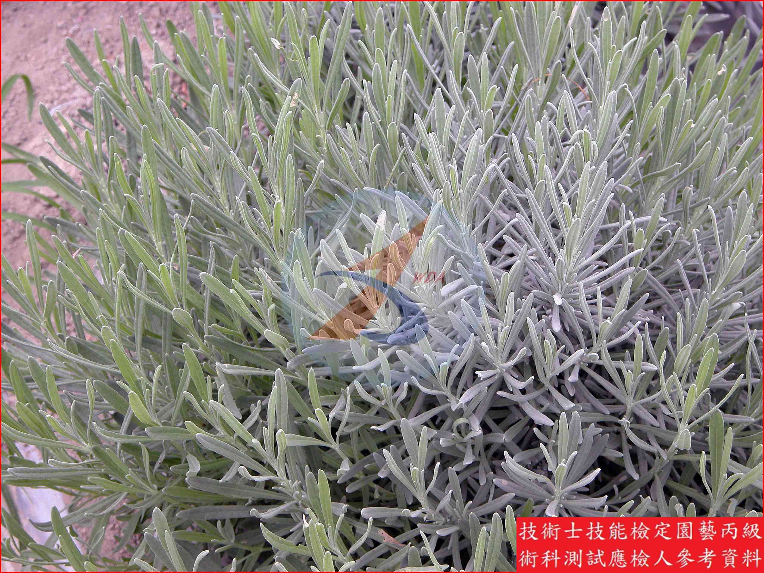 薰衣草 園藝丙級識別圖片 5
