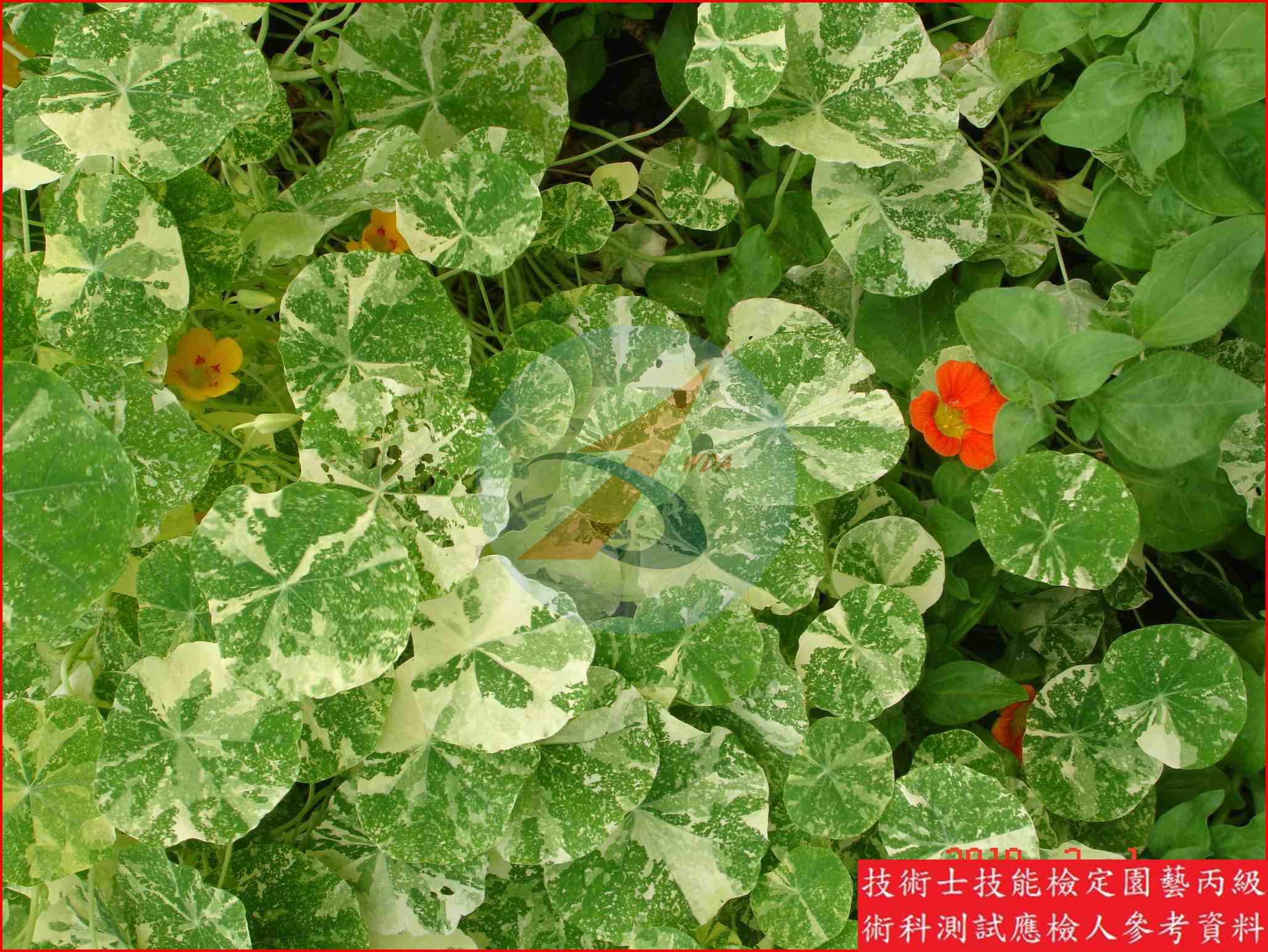 金蓮花 園藝丙級識別主圖