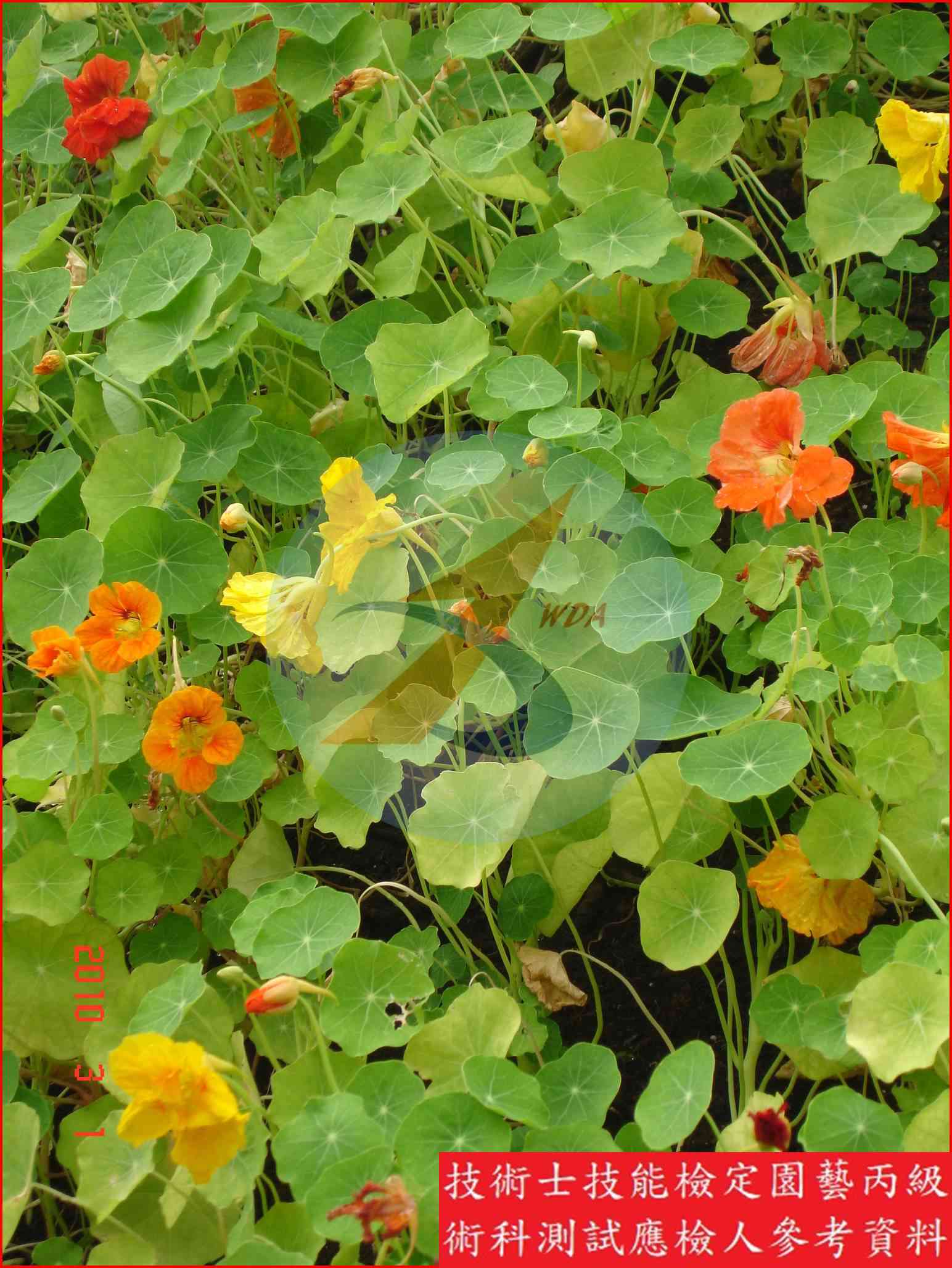 金蓮花 園藝丙級識別圖片 2