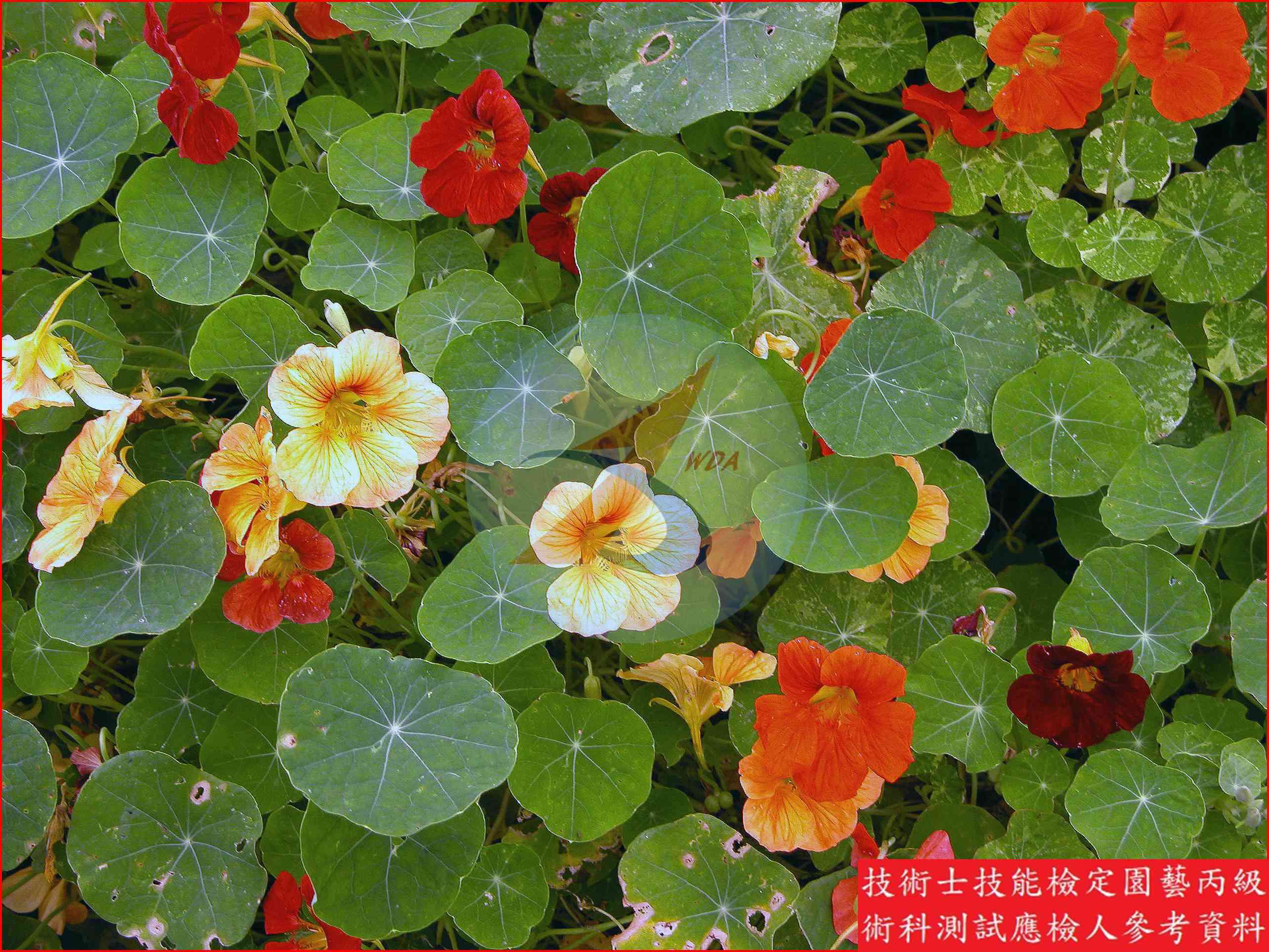 金蓮花 園藝丙級識別圖片 3