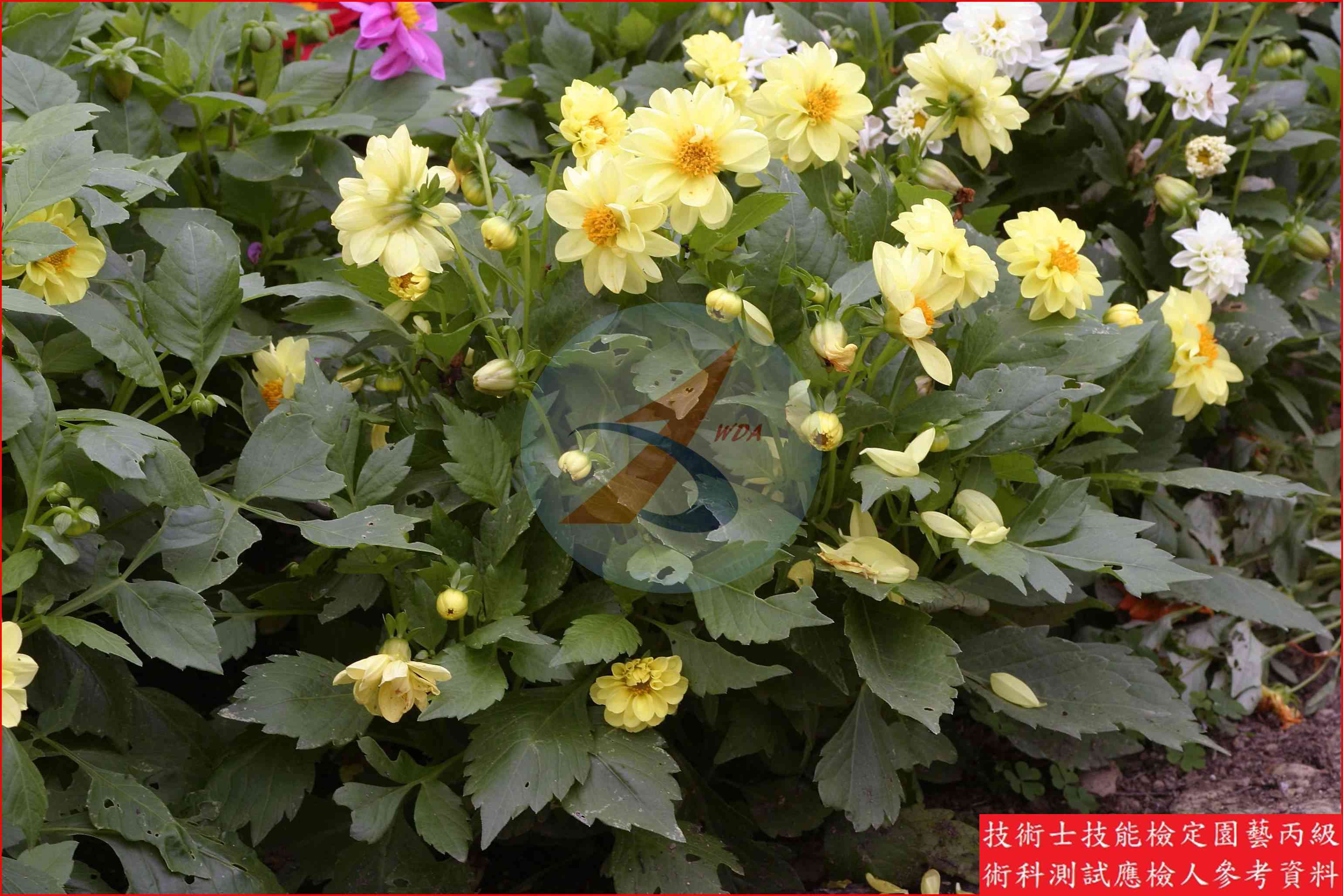 大理花 園藝丙級辨識圖片