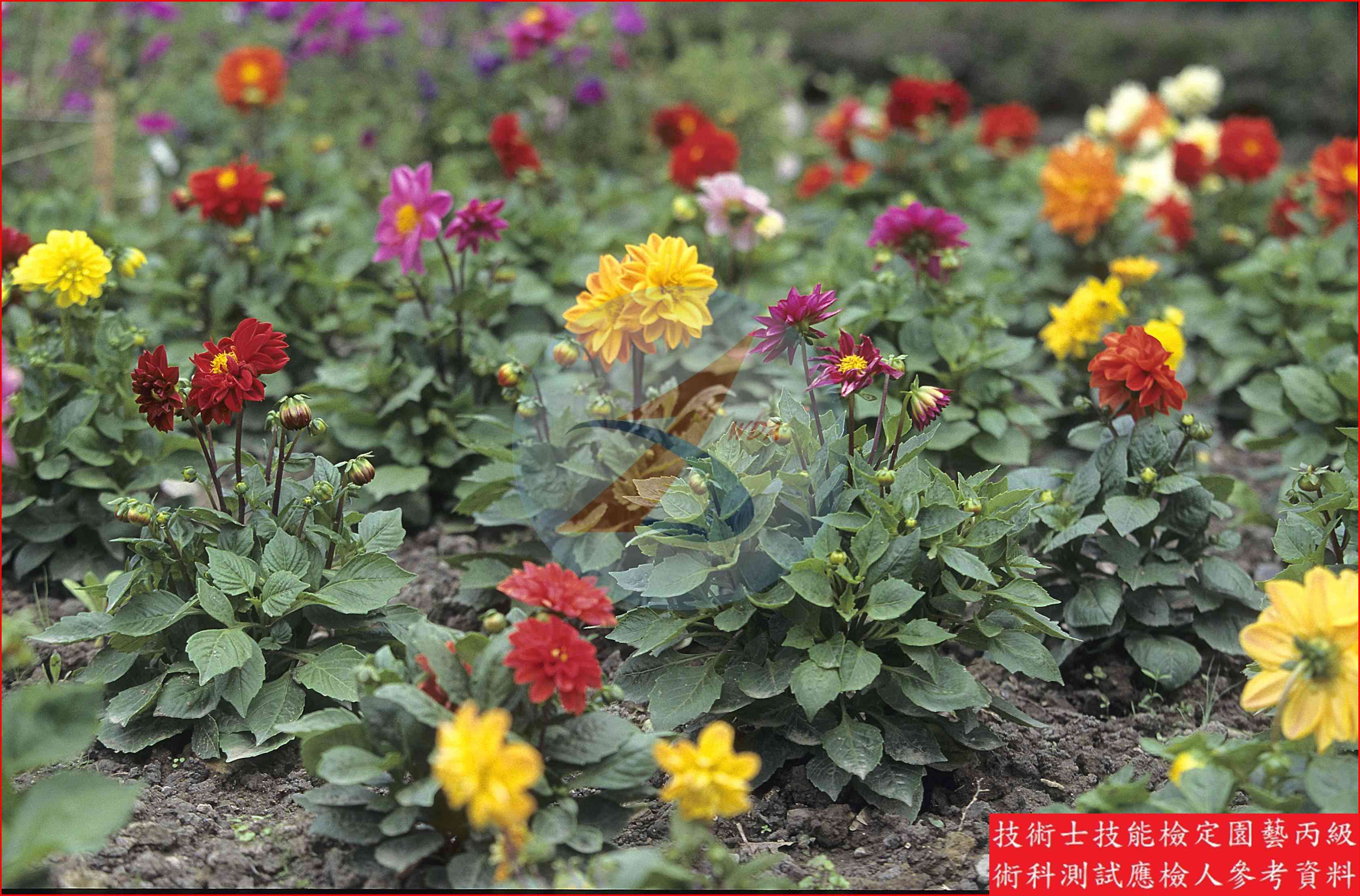 大理花 園藝丙級識別圖片 2