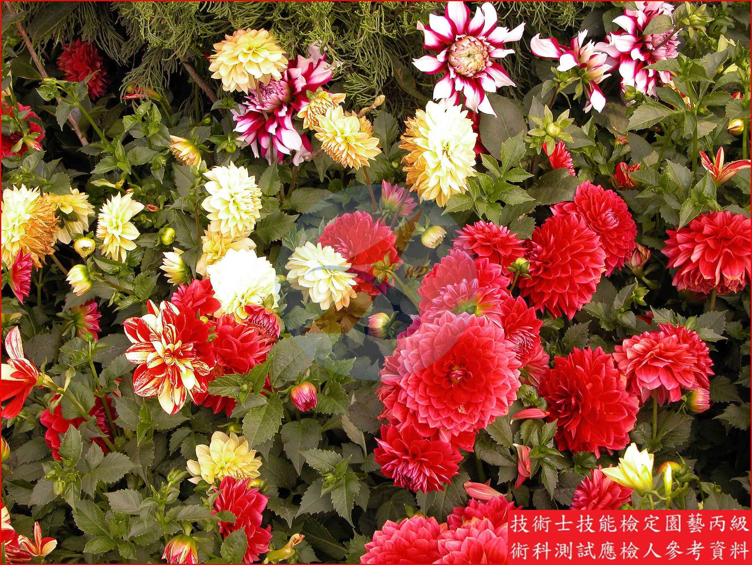 大理花 園藝丙級識別圖片 3