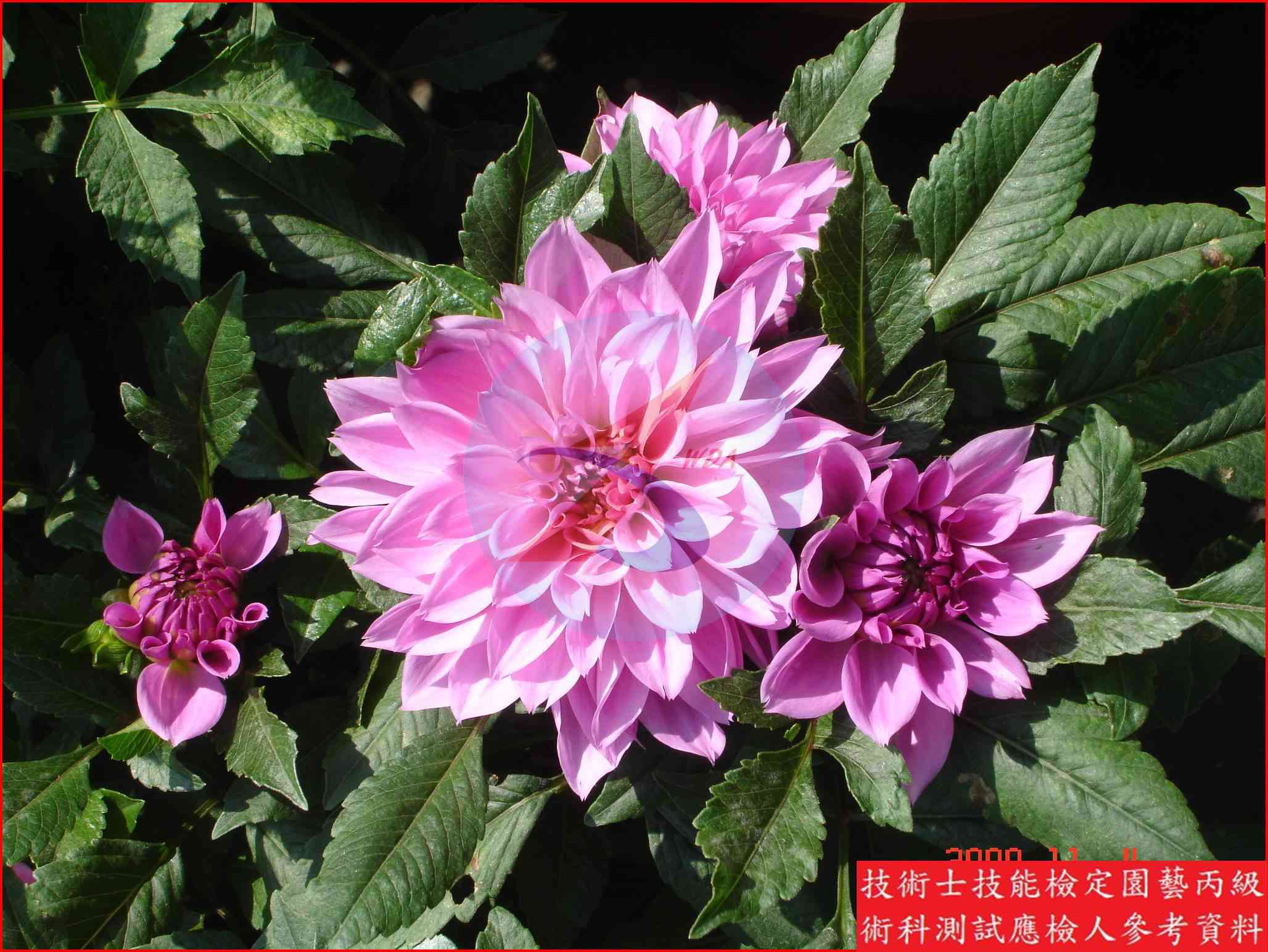 大理花 園藝丙級識別圖片 4