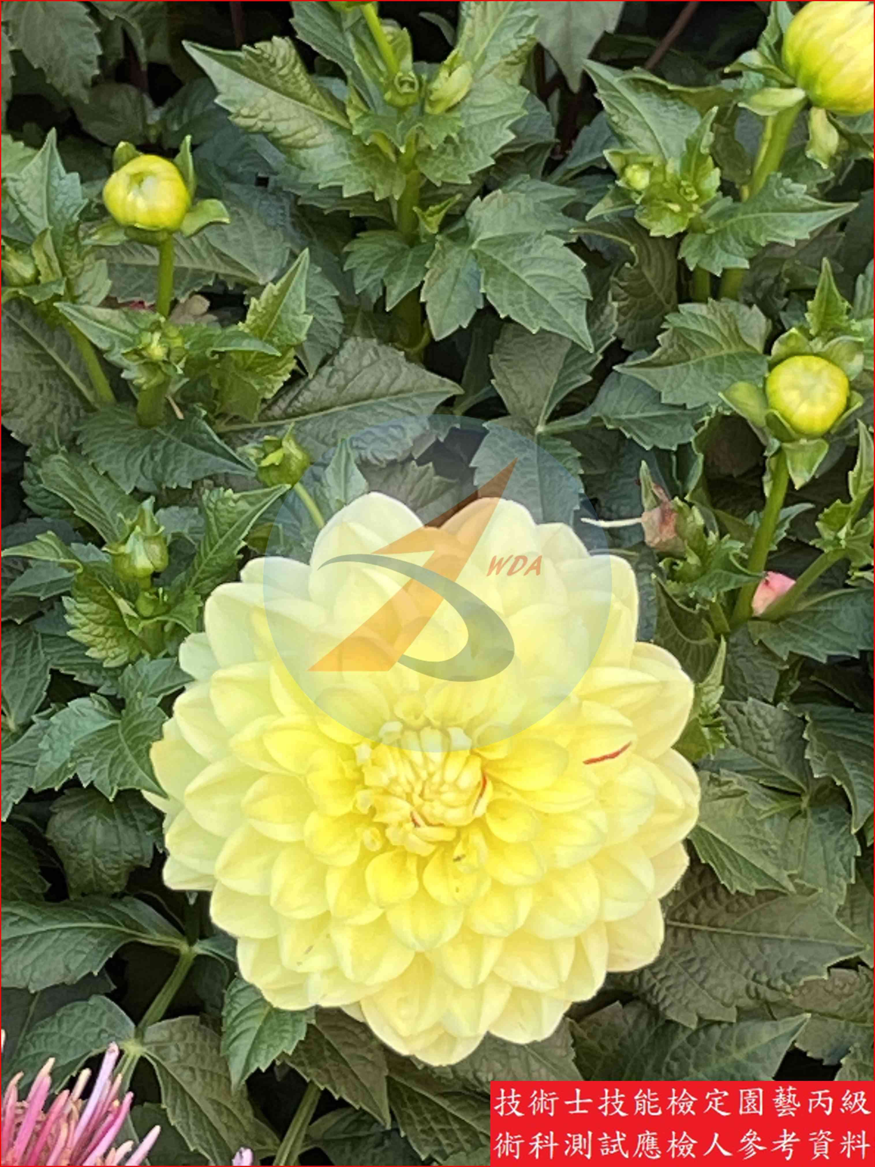 大理花 園藝丙級識別圖片 7