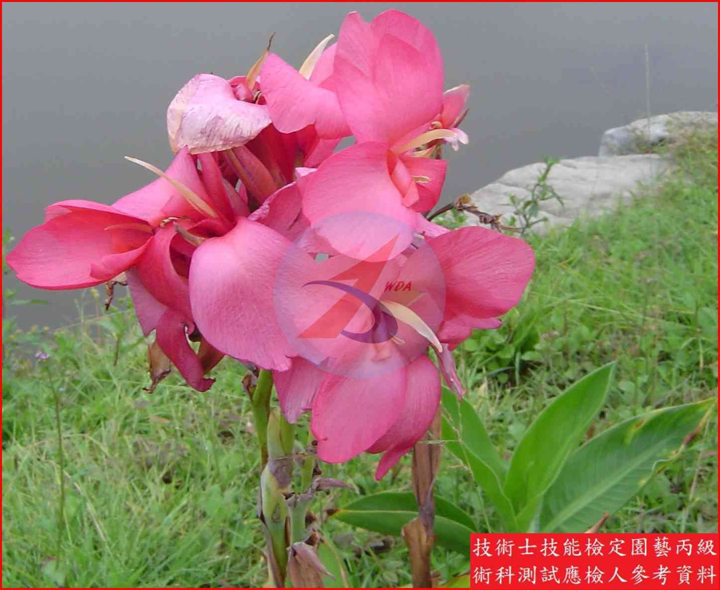 美人蕉 園藝丙級識別圖片 4