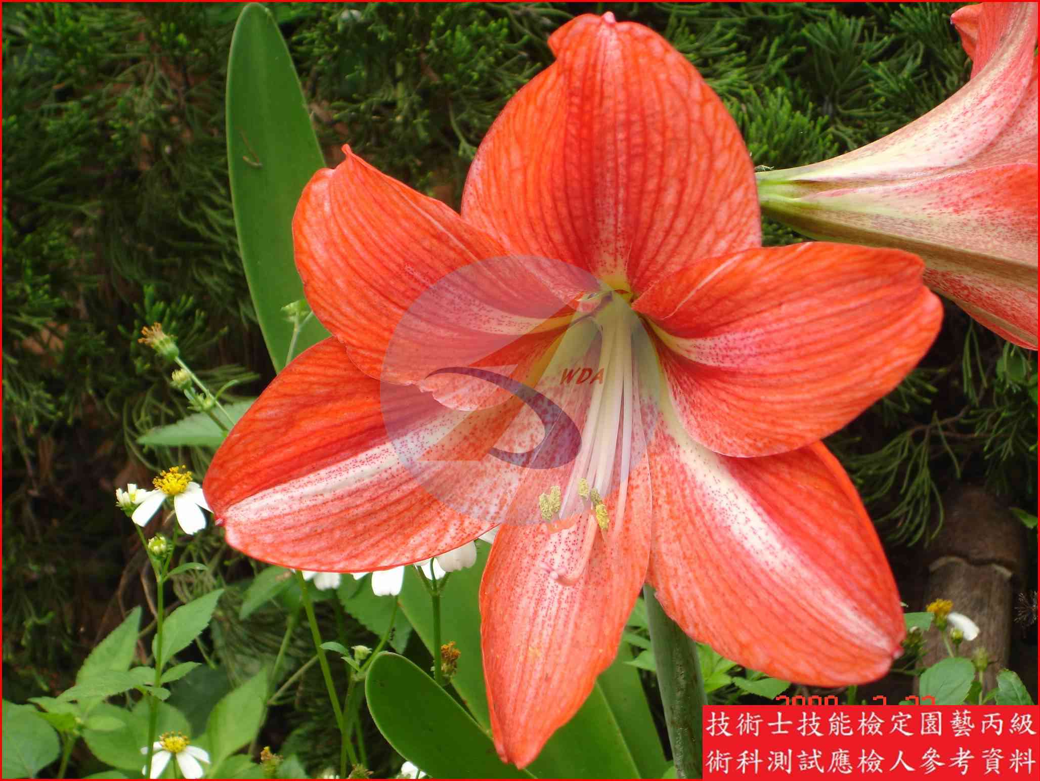 孤挺花 園藝丙級辨識圖片