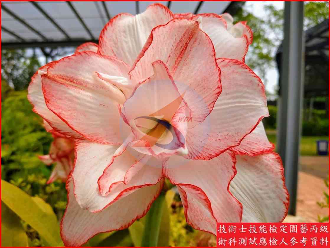 孤挺花 園藝丙級識別圖片 2