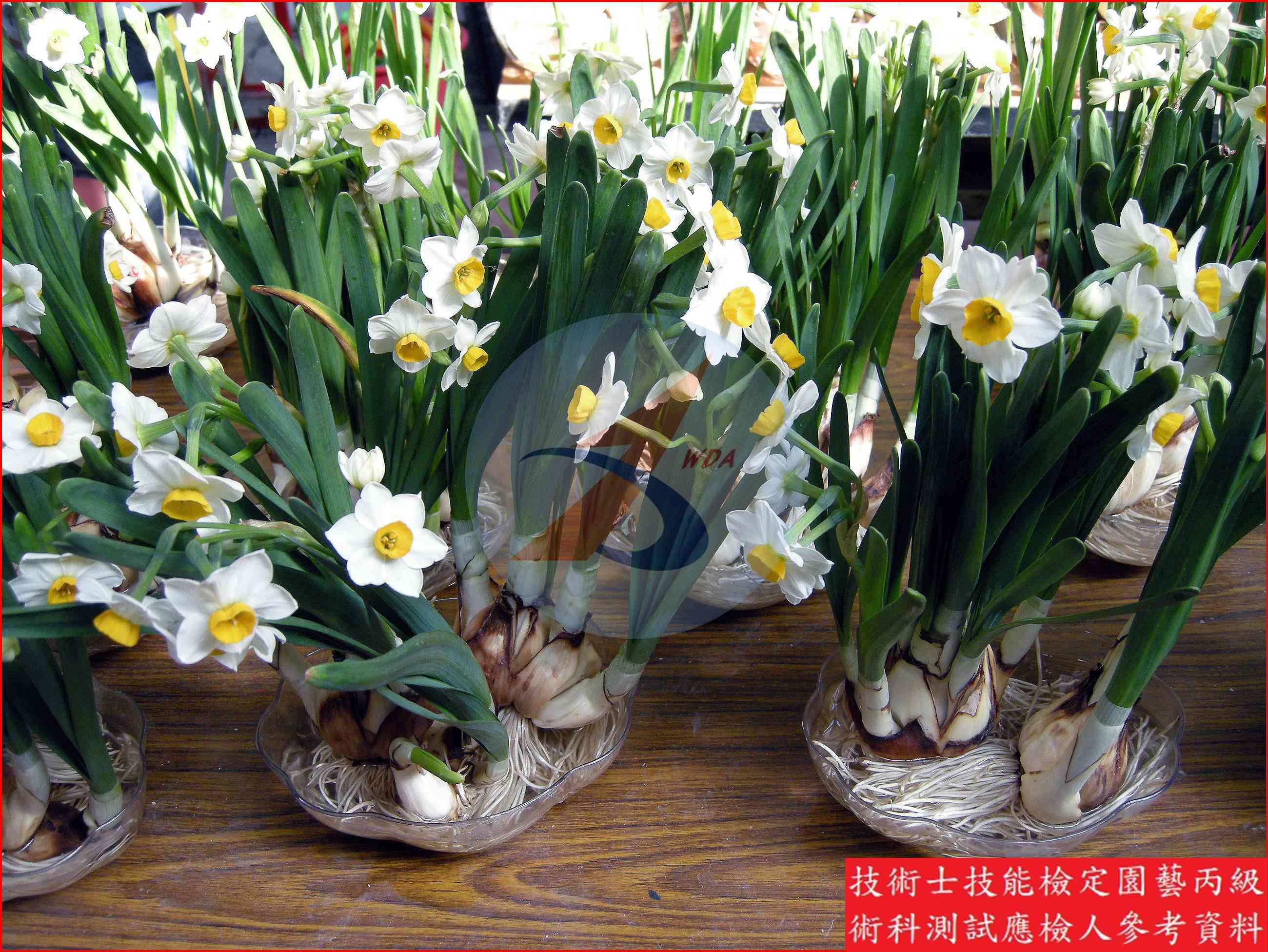 水仙 園藝丙級辨識圖片