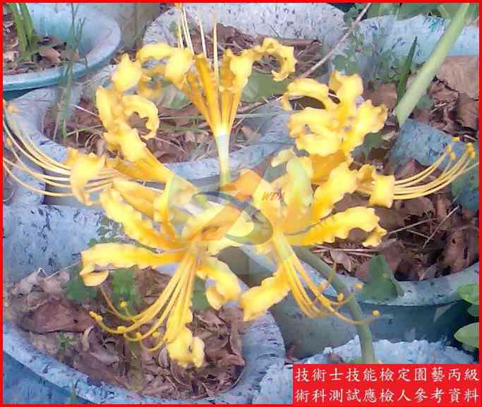 金花石蒜 園藝丙級辨識圖片