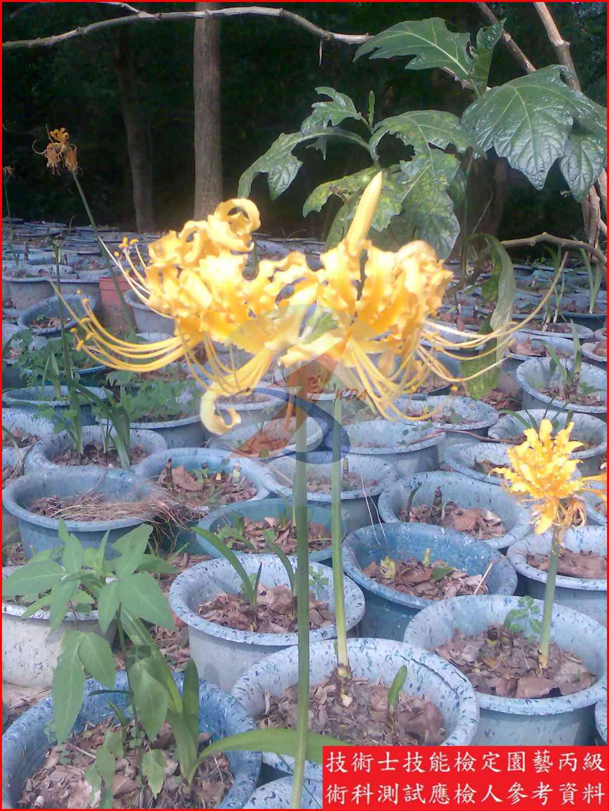 金花石蒜 園藝丙級識別圖片 2