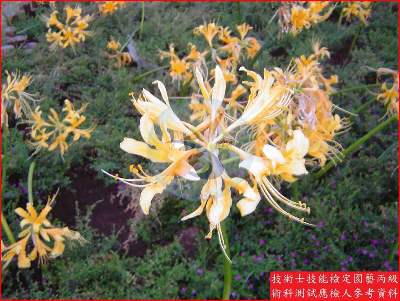 金花石蒜 園藝丙級識別圖片 5