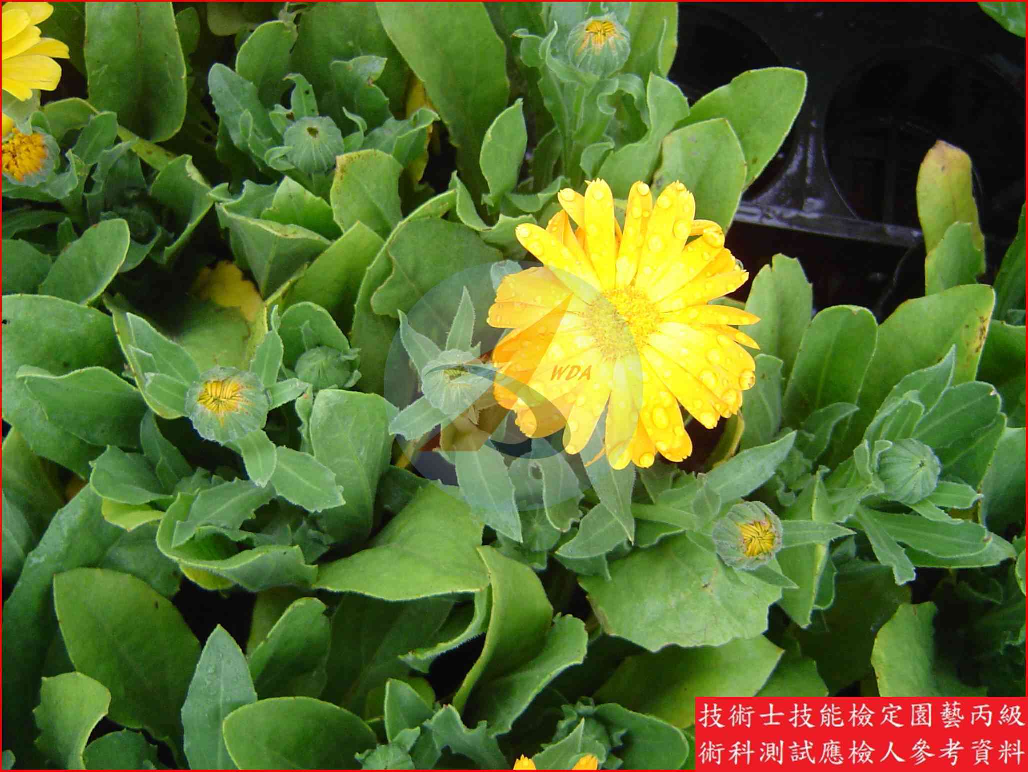 金盞花 辨識圖片