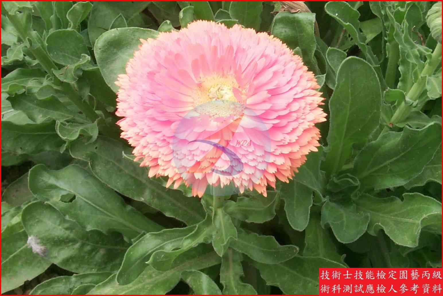 金盞花 園藝丙級識別圖片 2