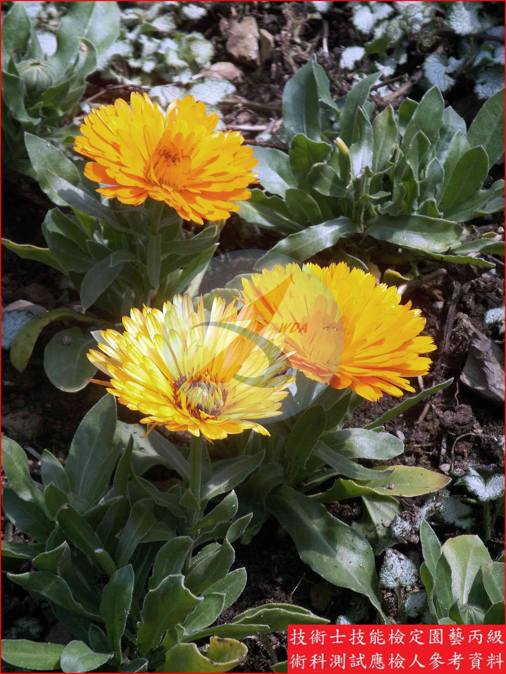 金盞花 園藝丙級識別圖片 3