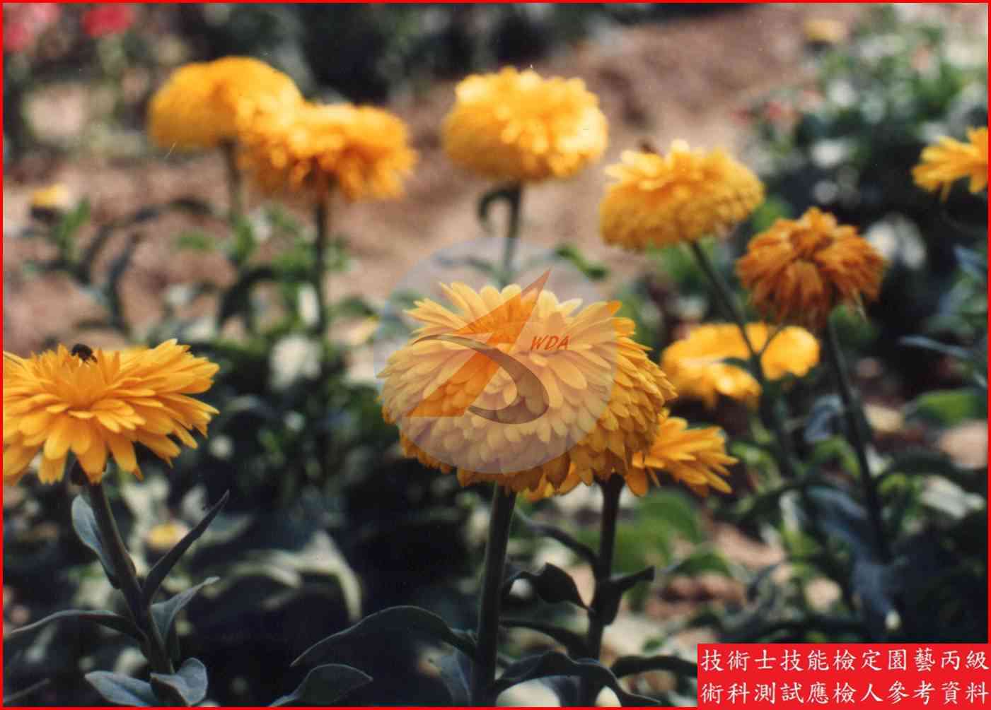 金盞花 園藝丙級識別圖片 4