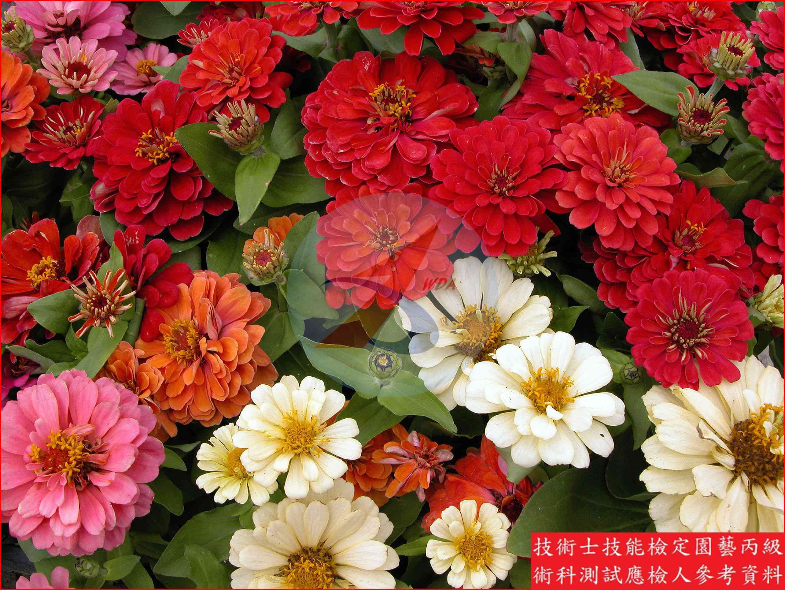 百日草 園藝丙級辨識圖片