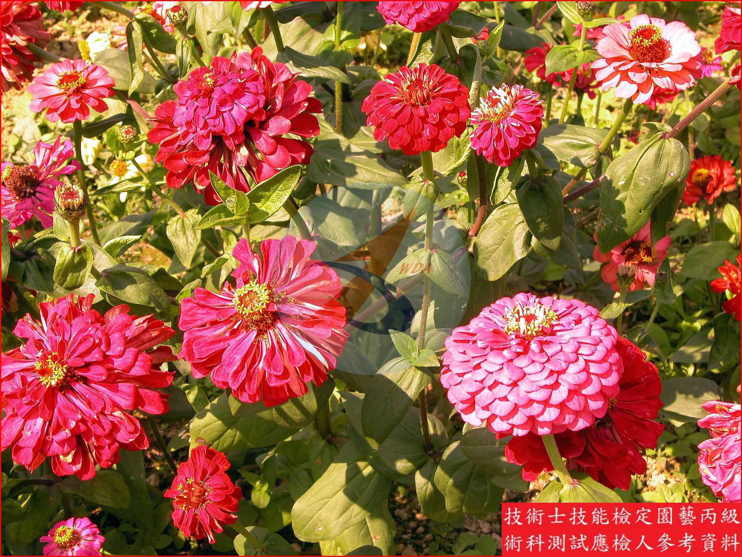 百日草 園藝丙級識別圖片 2