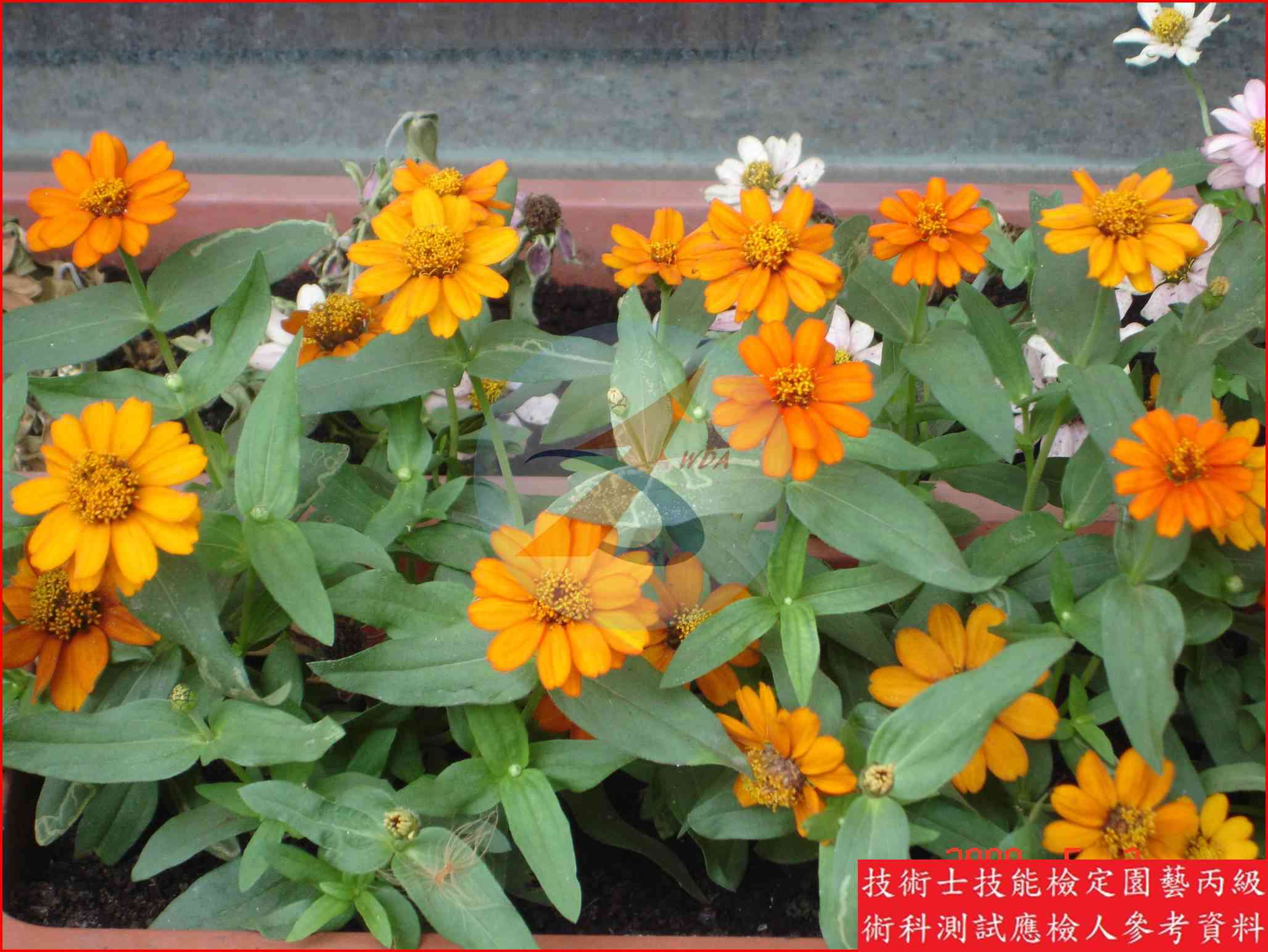 百日草 園藝丙級識別圖片 3