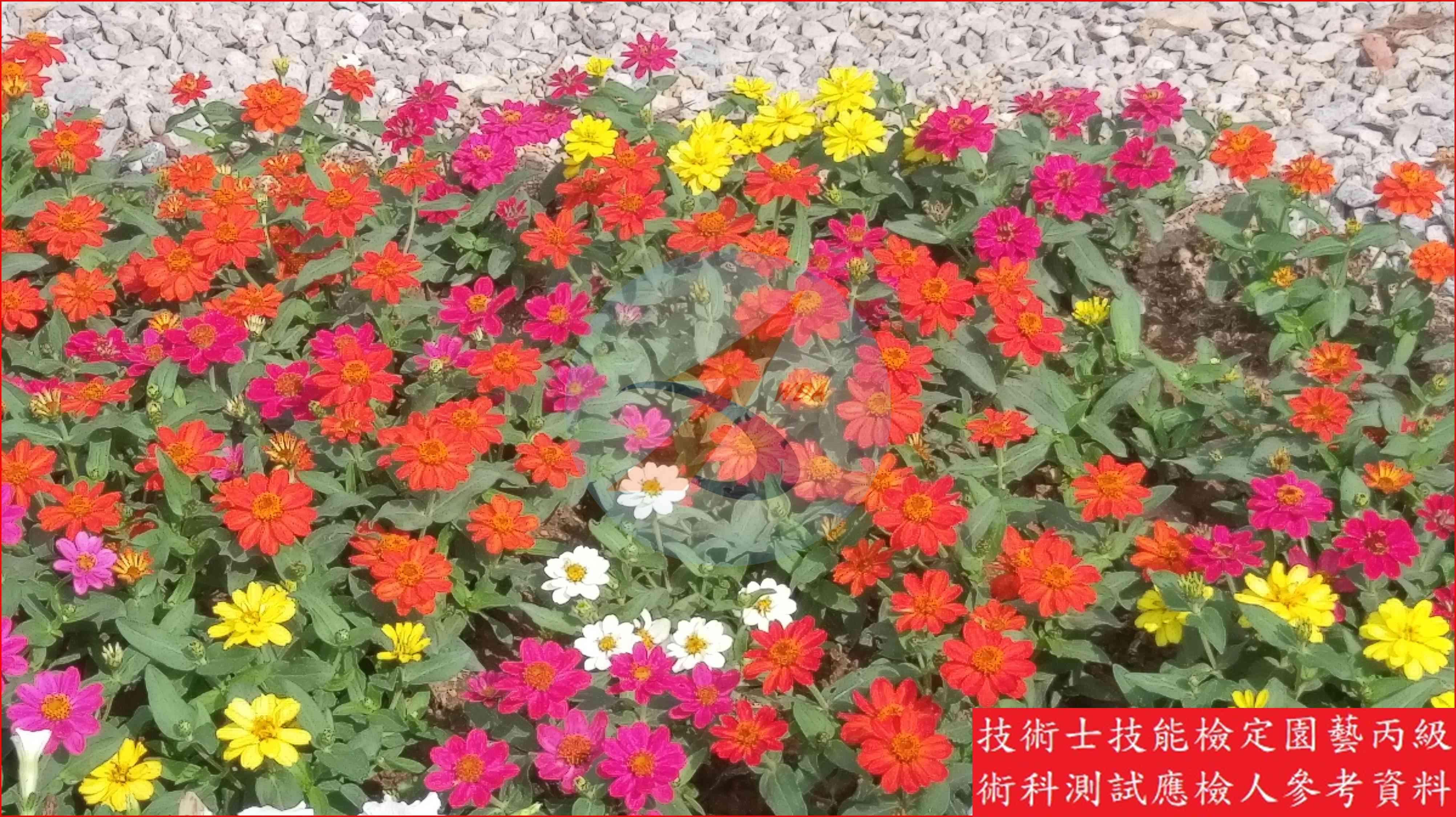 百日草 園藝丙級識別圖片 4