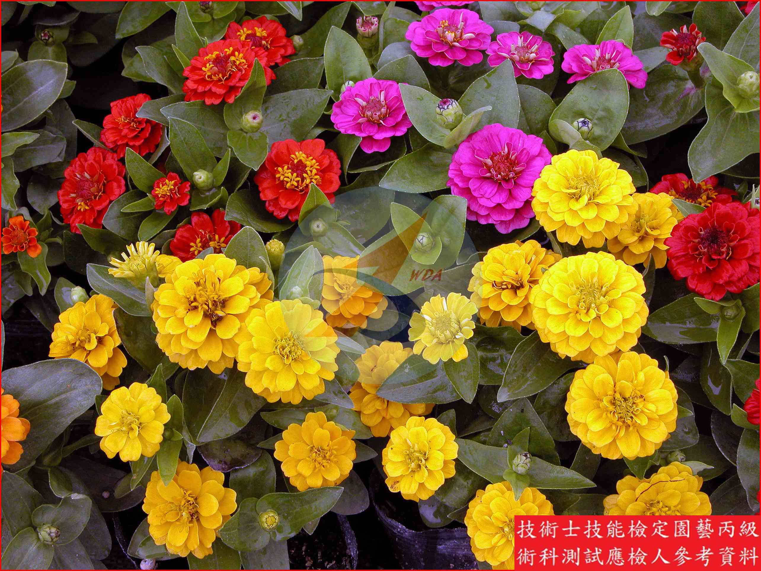 百日草 園藝丙級識別圖片 5
