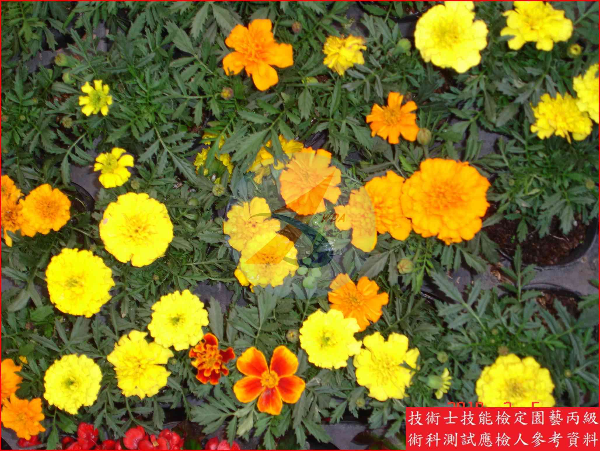孔雀草 園藝丙級辨識圖片
