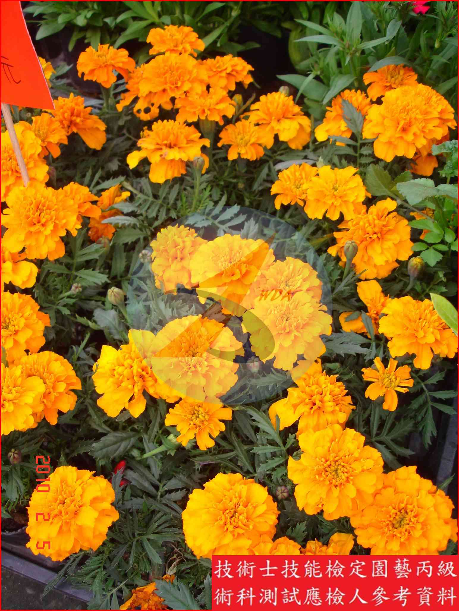 孔雀草 園藝丙級識別圖片 2