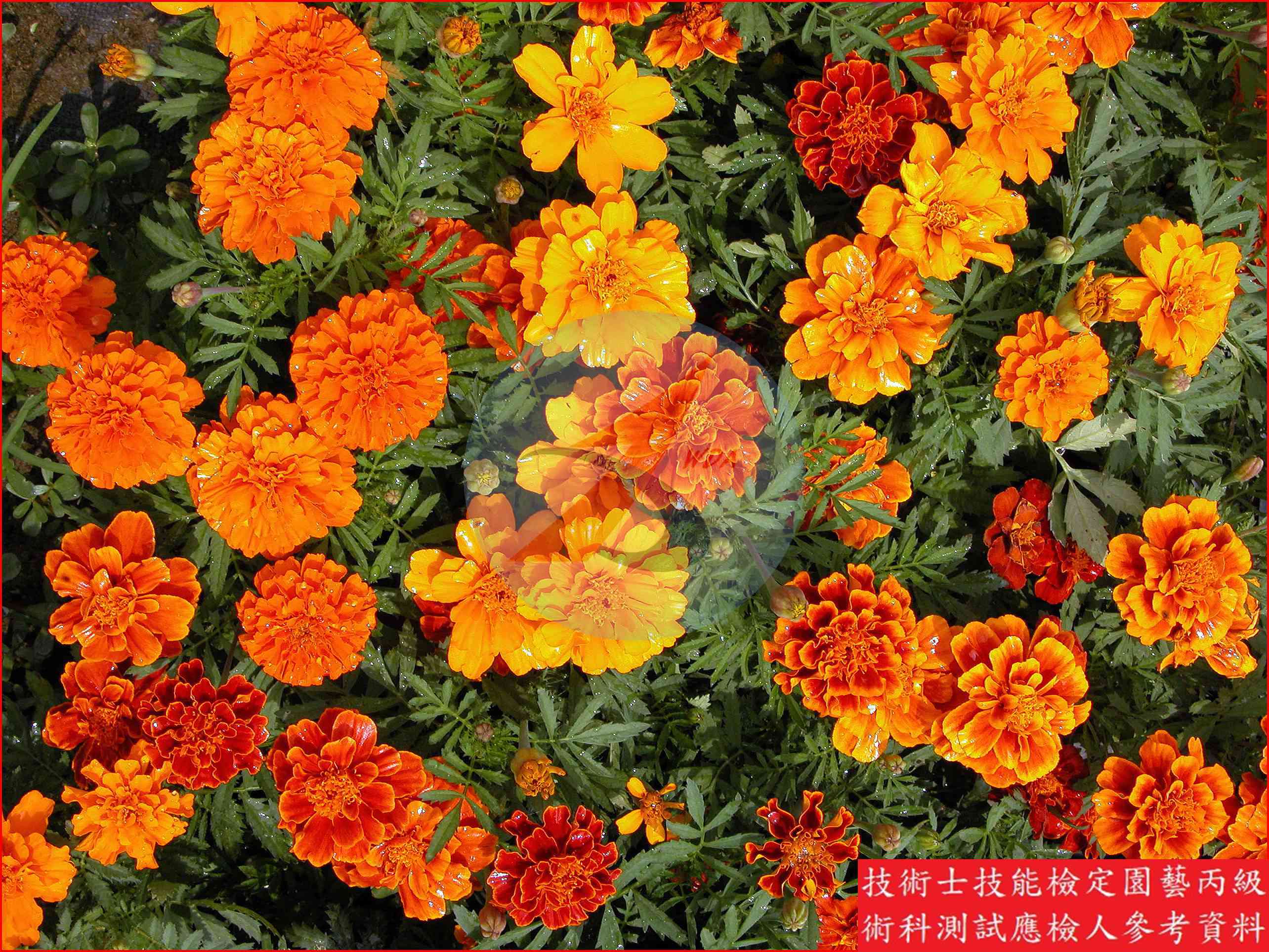 孔雀草 園藝丙級識別圖片 3