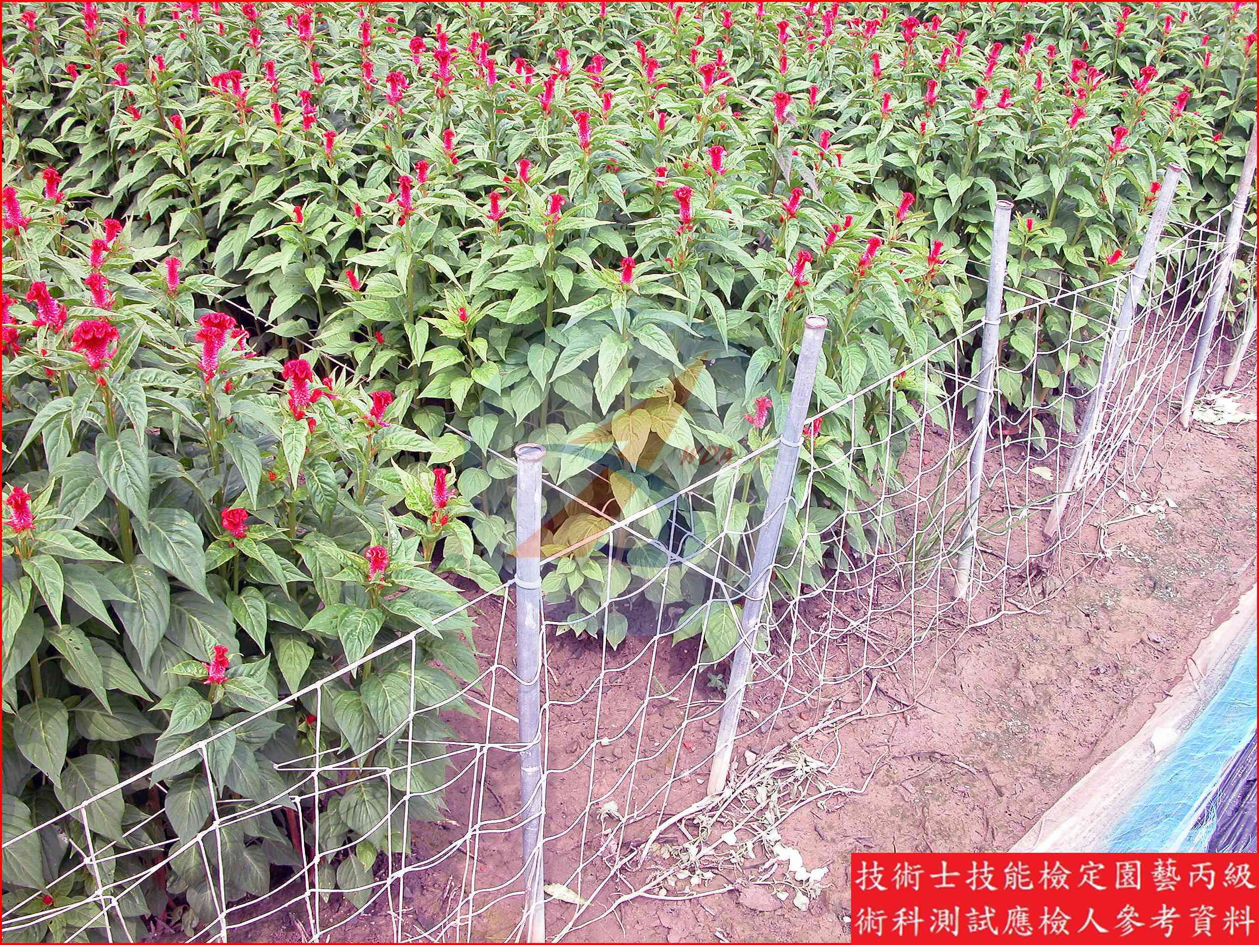 雞冠花 園藝丙級辨識圖片