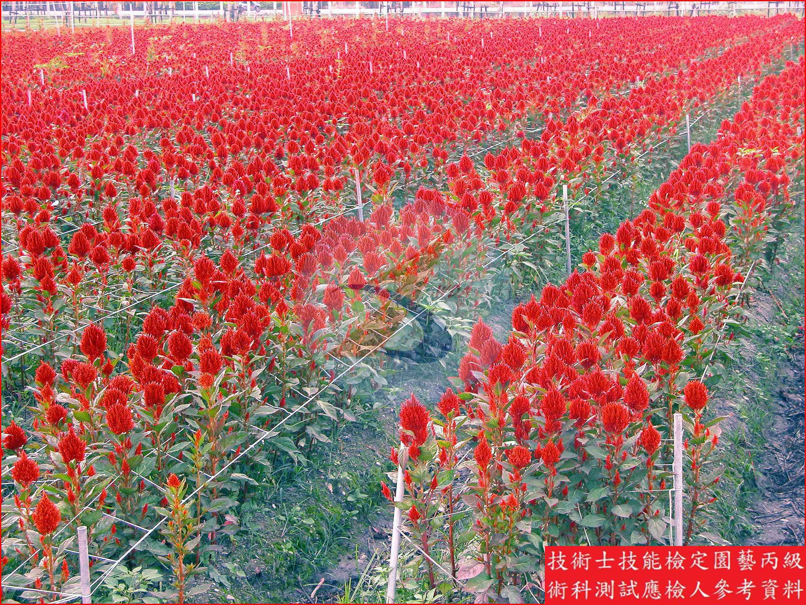 雞冠花 園藝丙級識別圖片 2