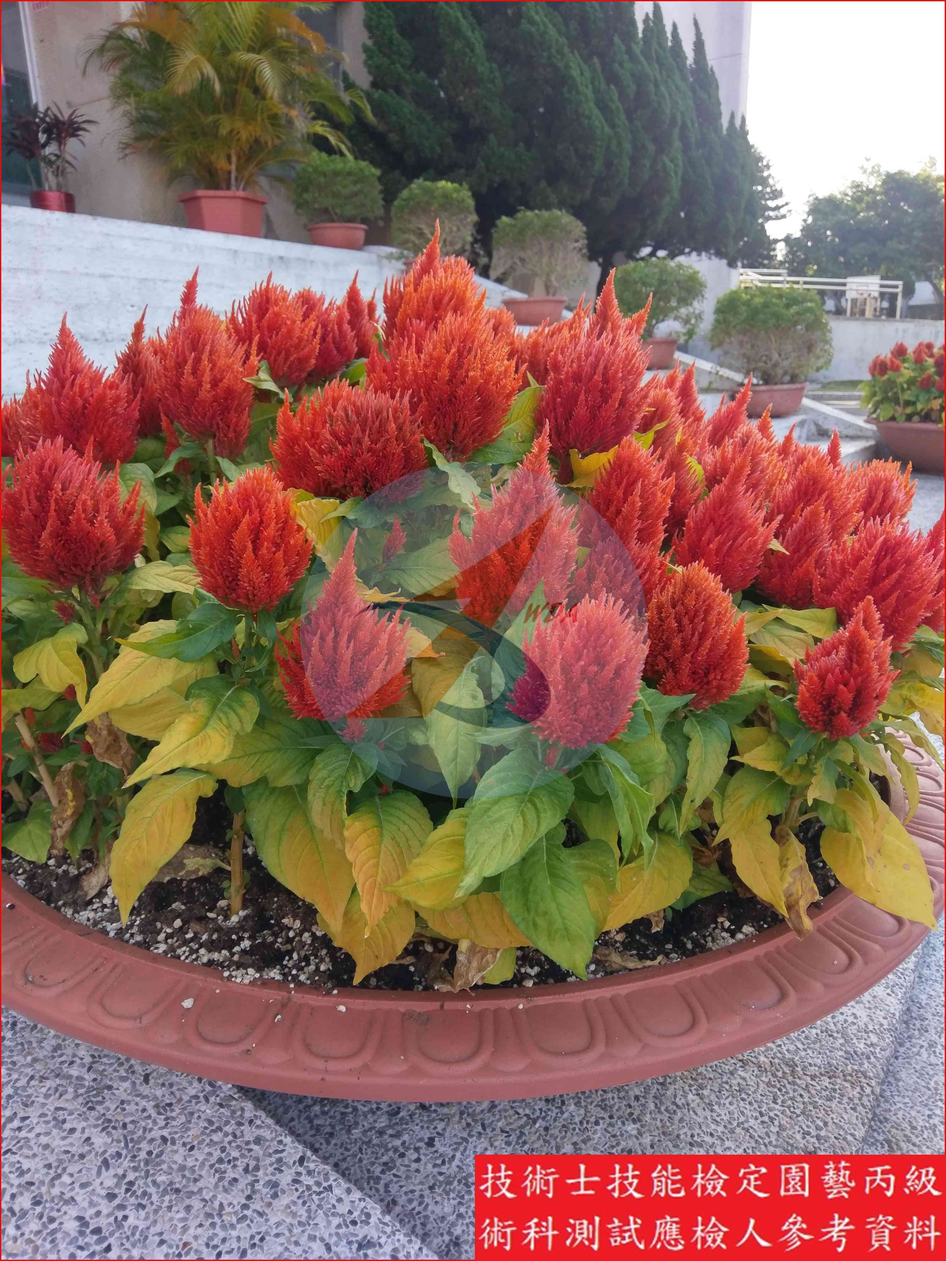 雞冠花 園藝丙級識別圖片 4