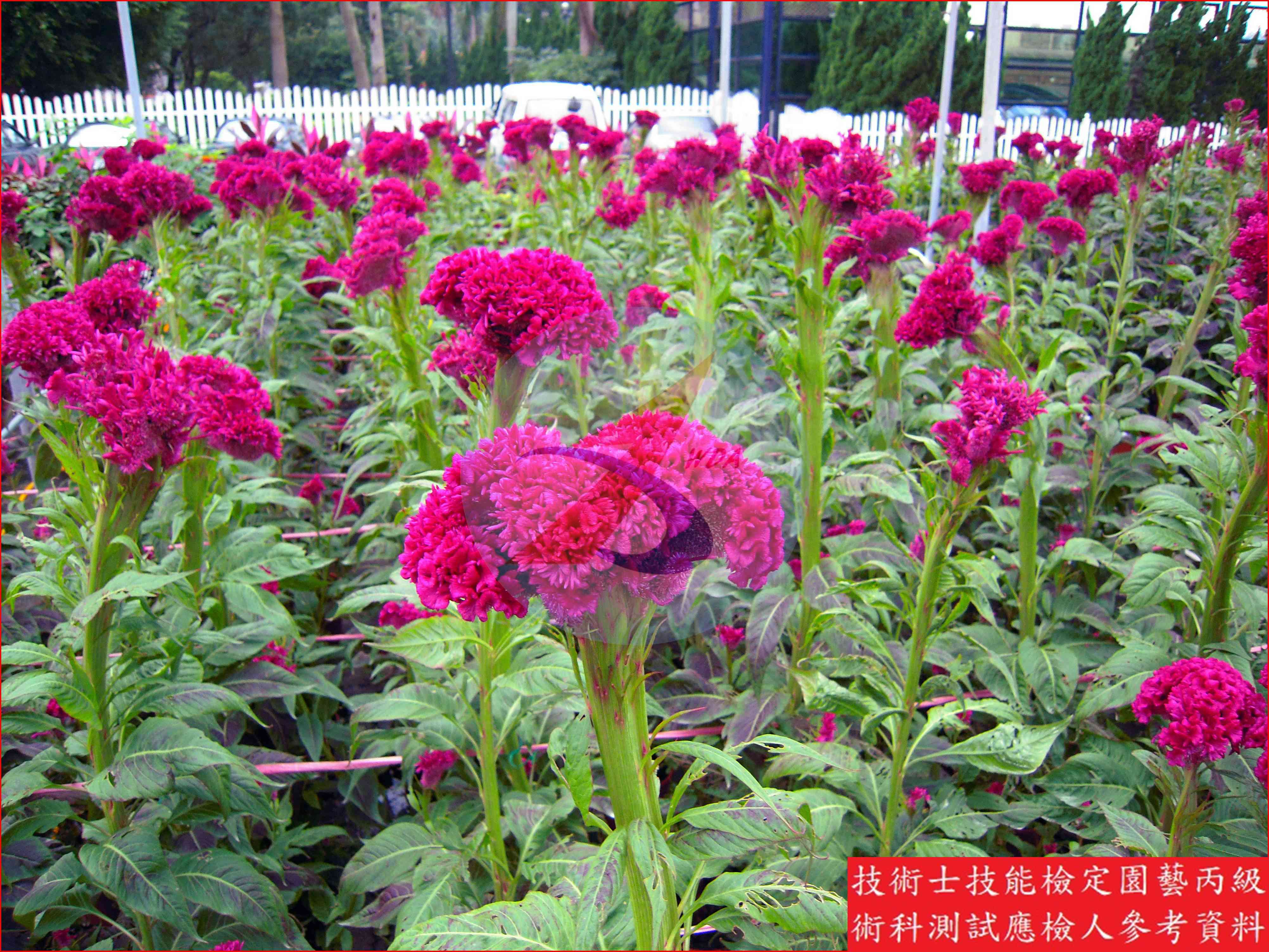 雞冠花 園藝丙級識別圖片 5