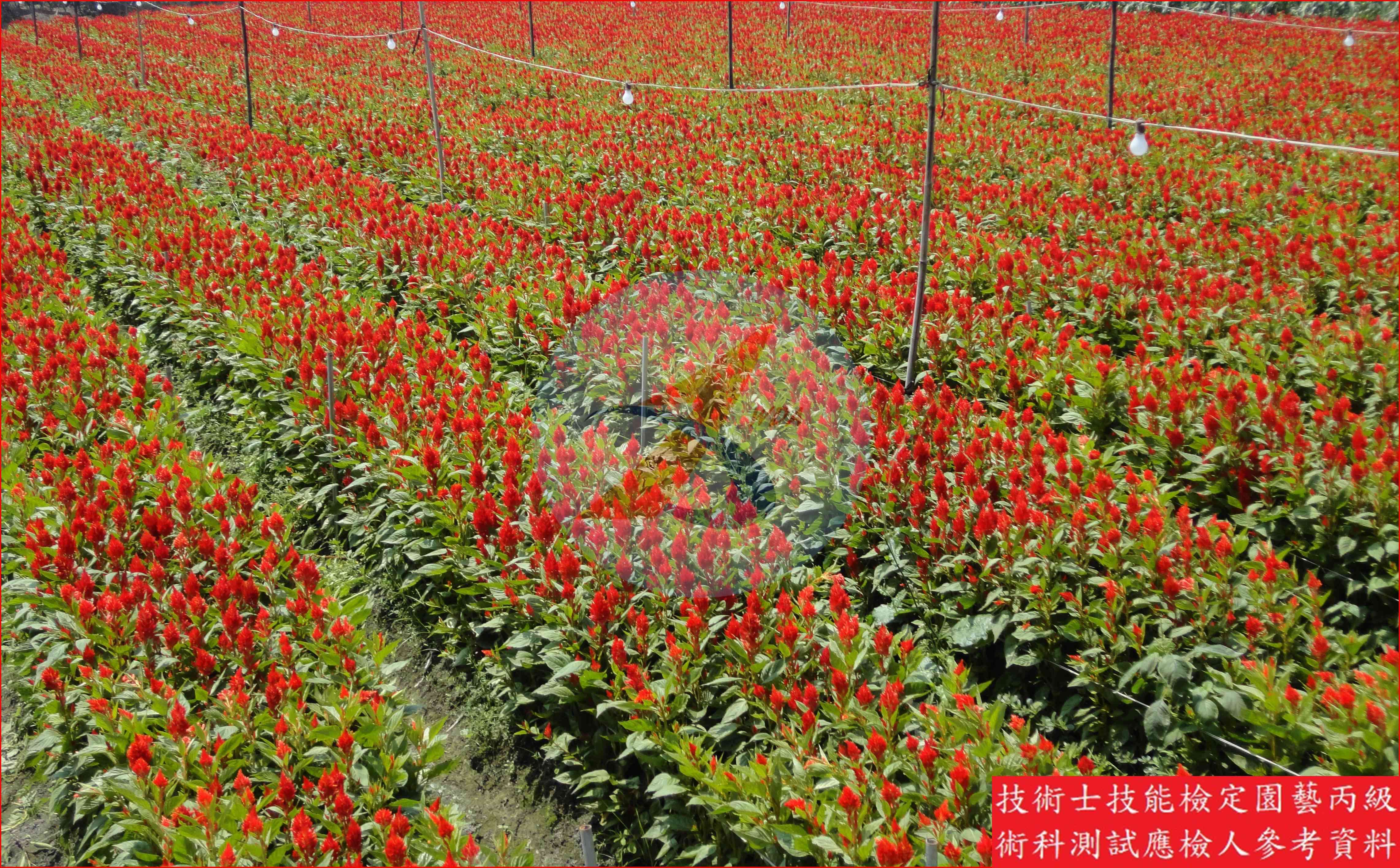 雞冠花 園藝丙級識別圖片 6