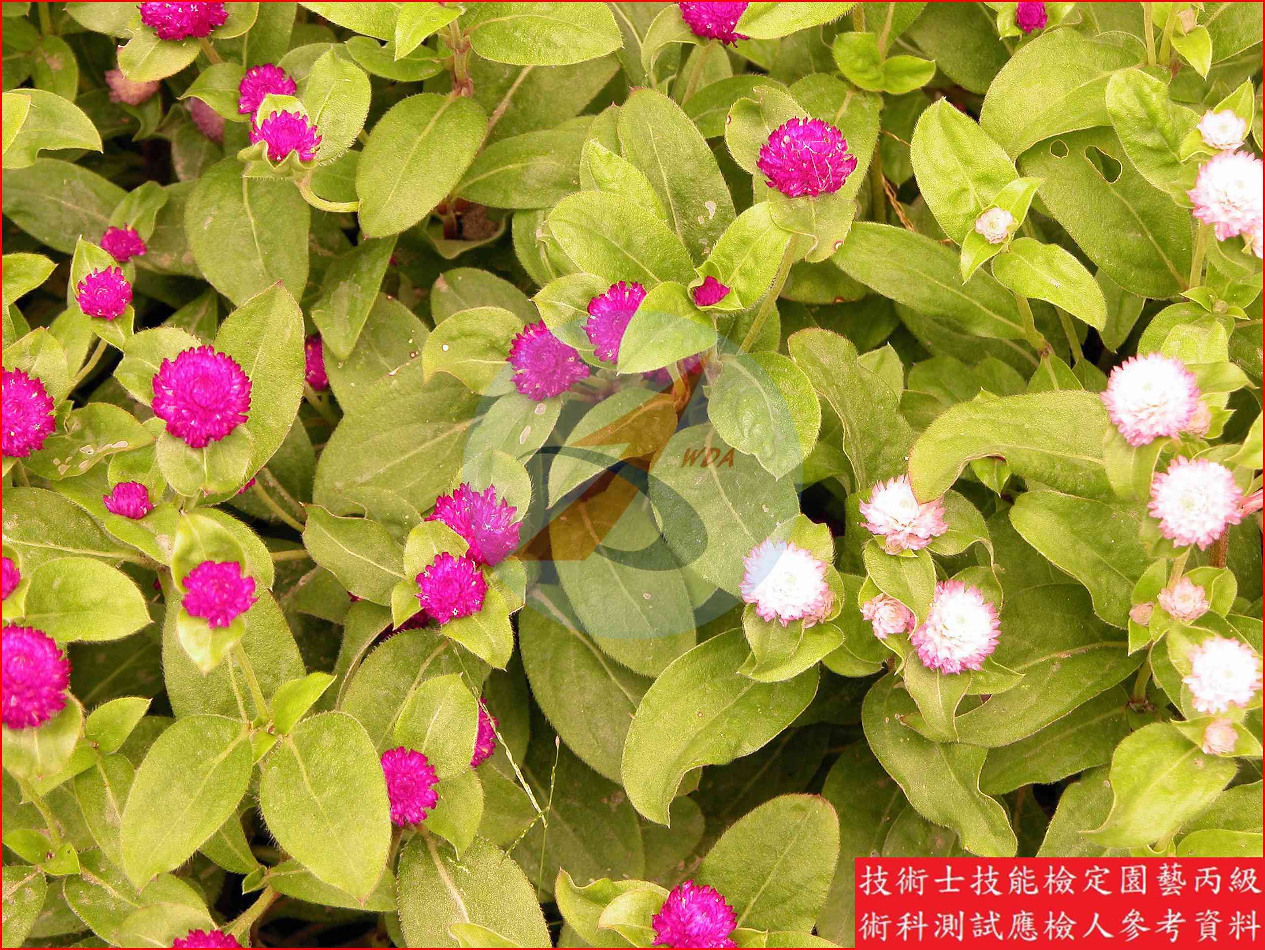 千日紅 園藝丙級識別圖片 3
