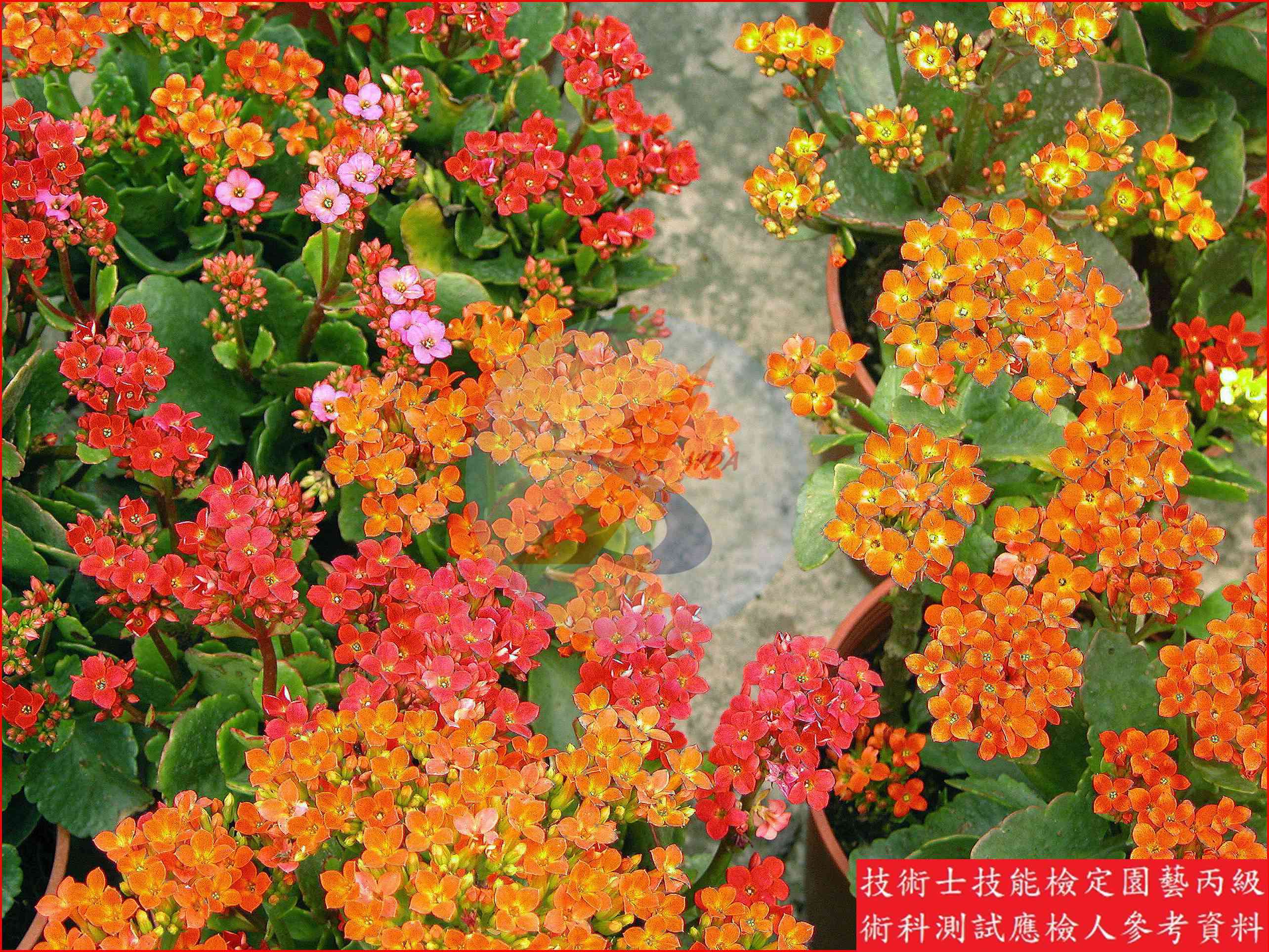 長壽花 園藝丙級識別主圖