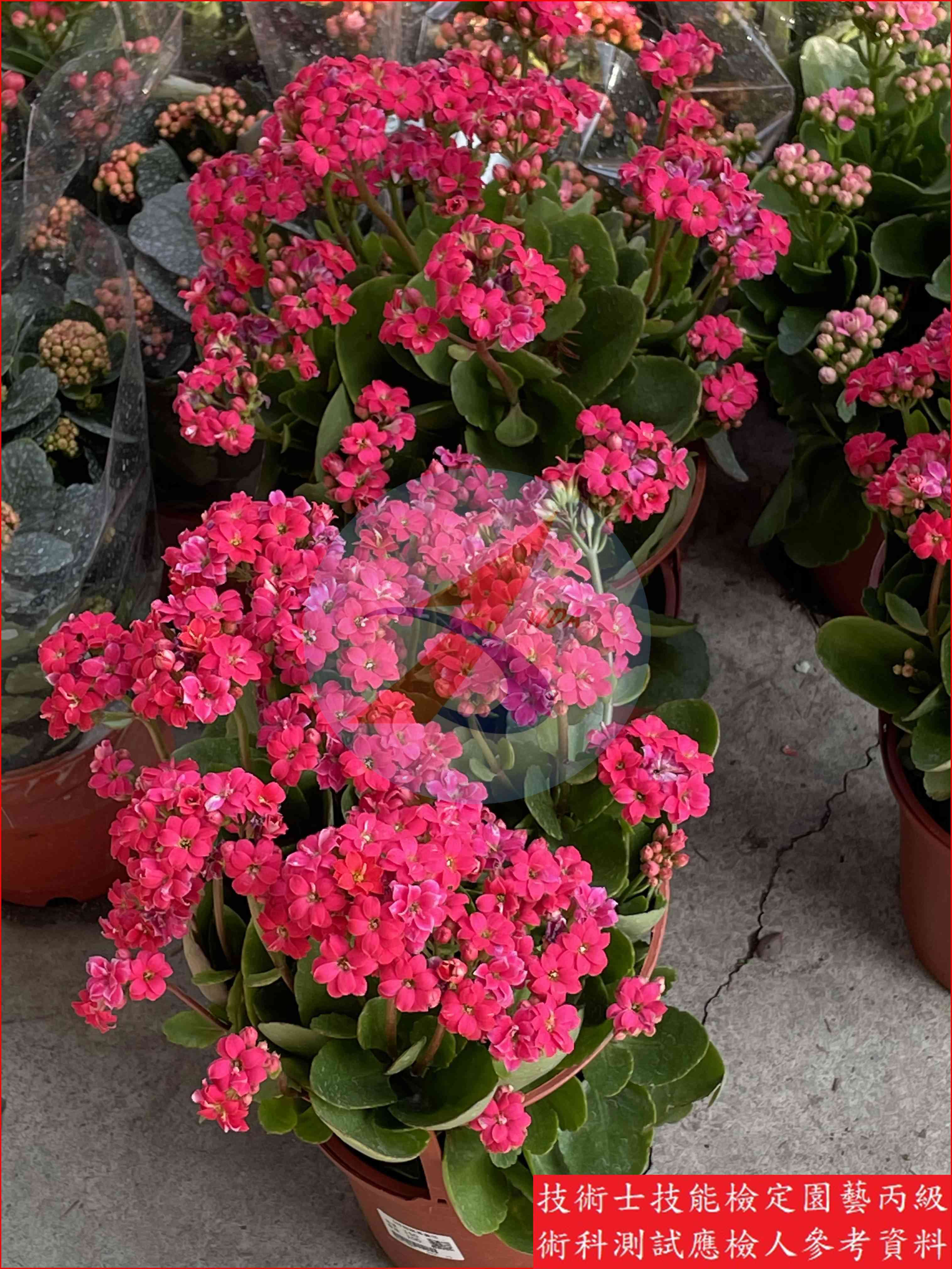 長壽花 園藝丙級識別圖片 2